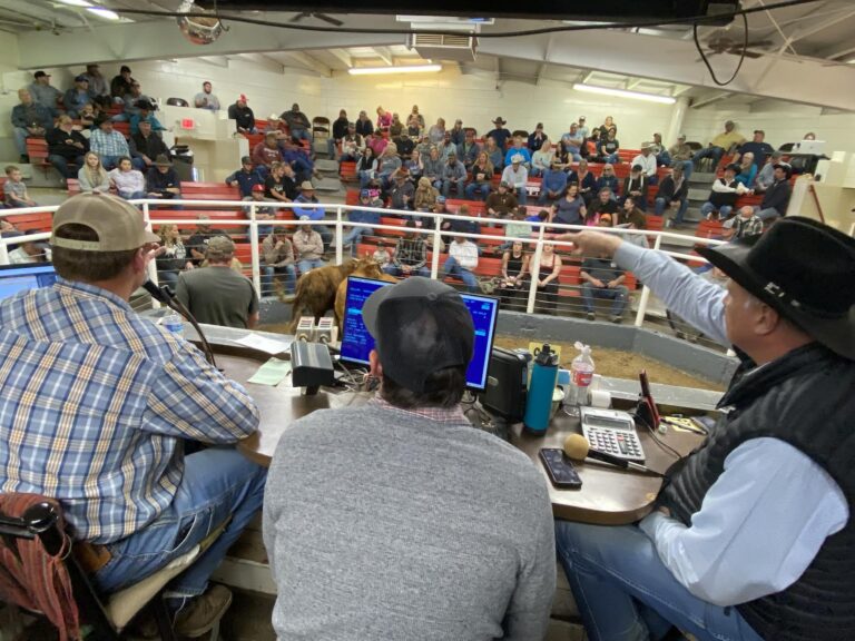 Centennial Livestock Auction Co. Colorado Livestock Auction