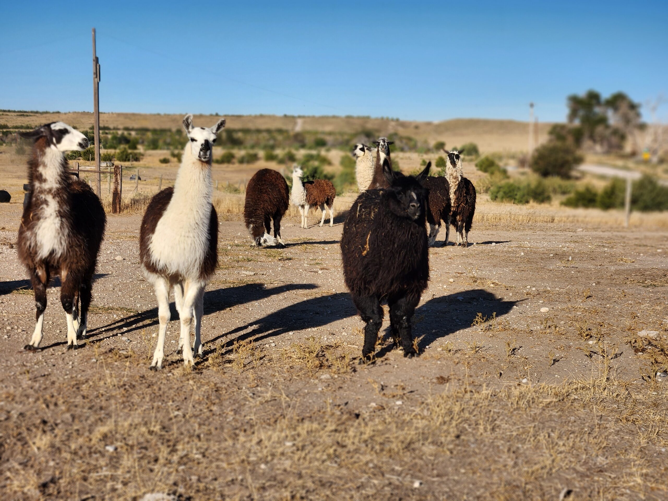 20220920 081003 Centennial Livestock Auction Co 20220920 081003 Centennial Livestock Auction Co