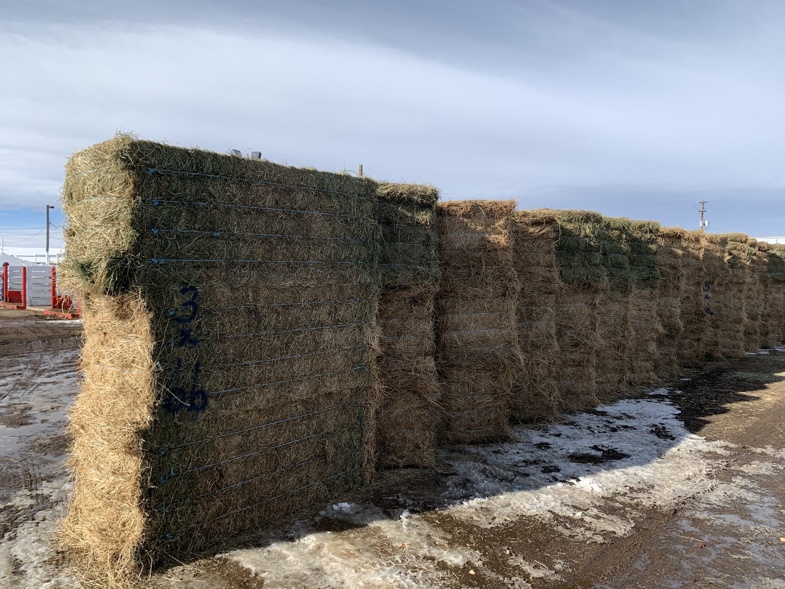 IMG_7533 Centennial Livestock Auction Co.