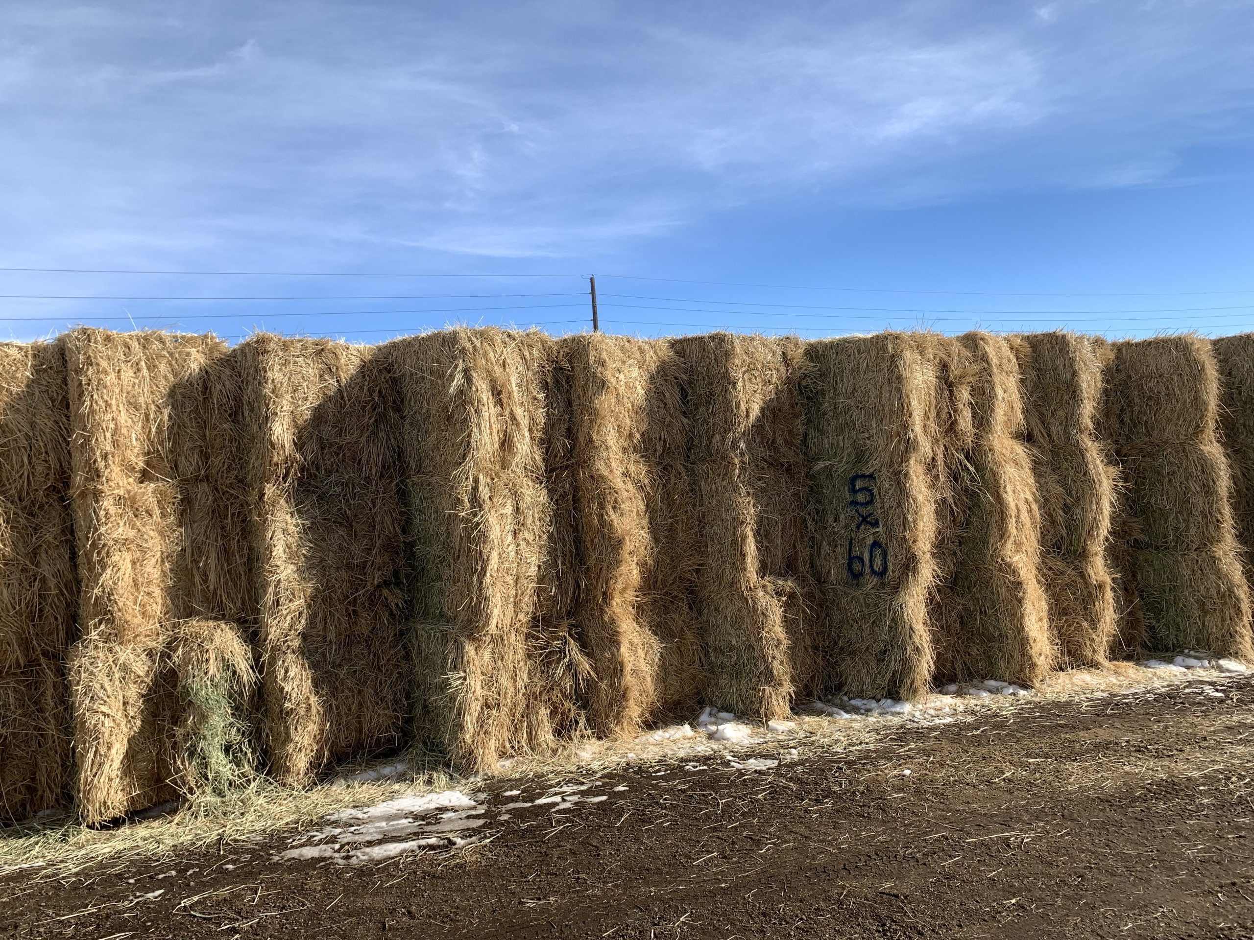 IMG 7535 Centennial Livestock Auction Co IMG 7535 Centennial Livestock Auction Co