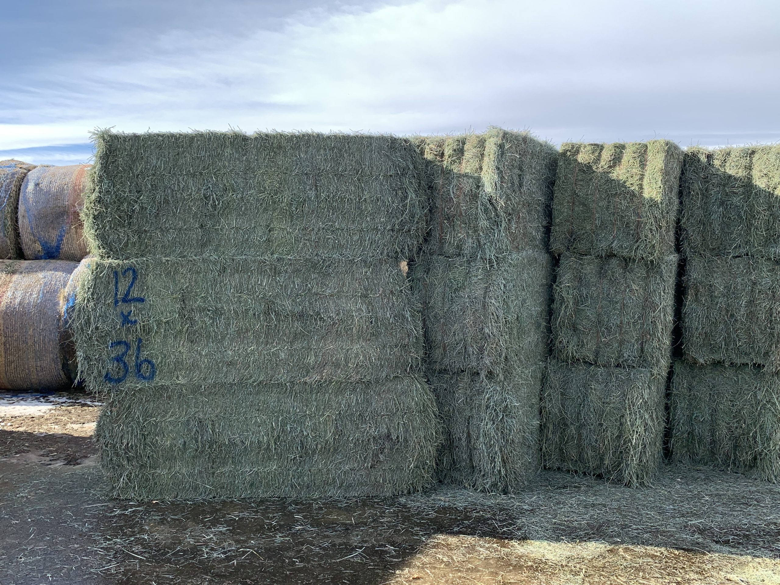 IMG_7542 Centennial Livestock Auction Co.