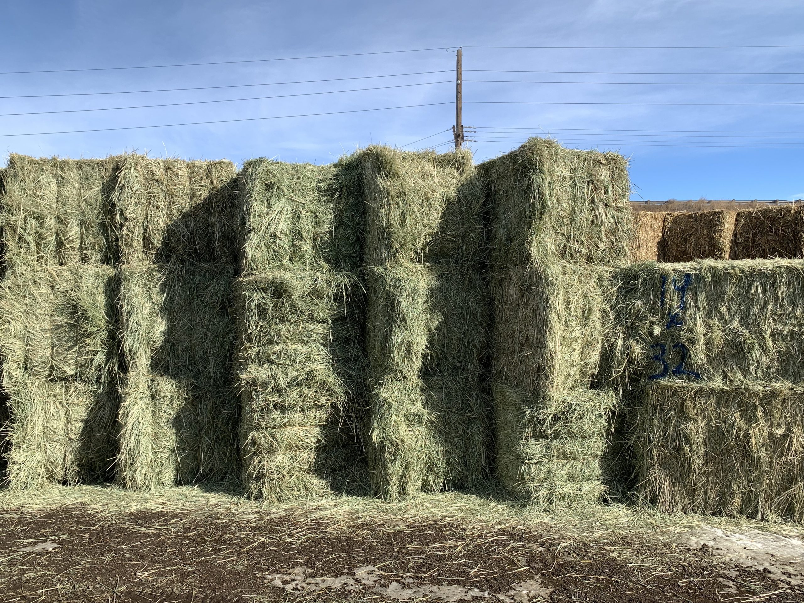 IMG 7544 Centennial Livestock Auction Co IMG 7544 Centennial Livestock Auction Co
