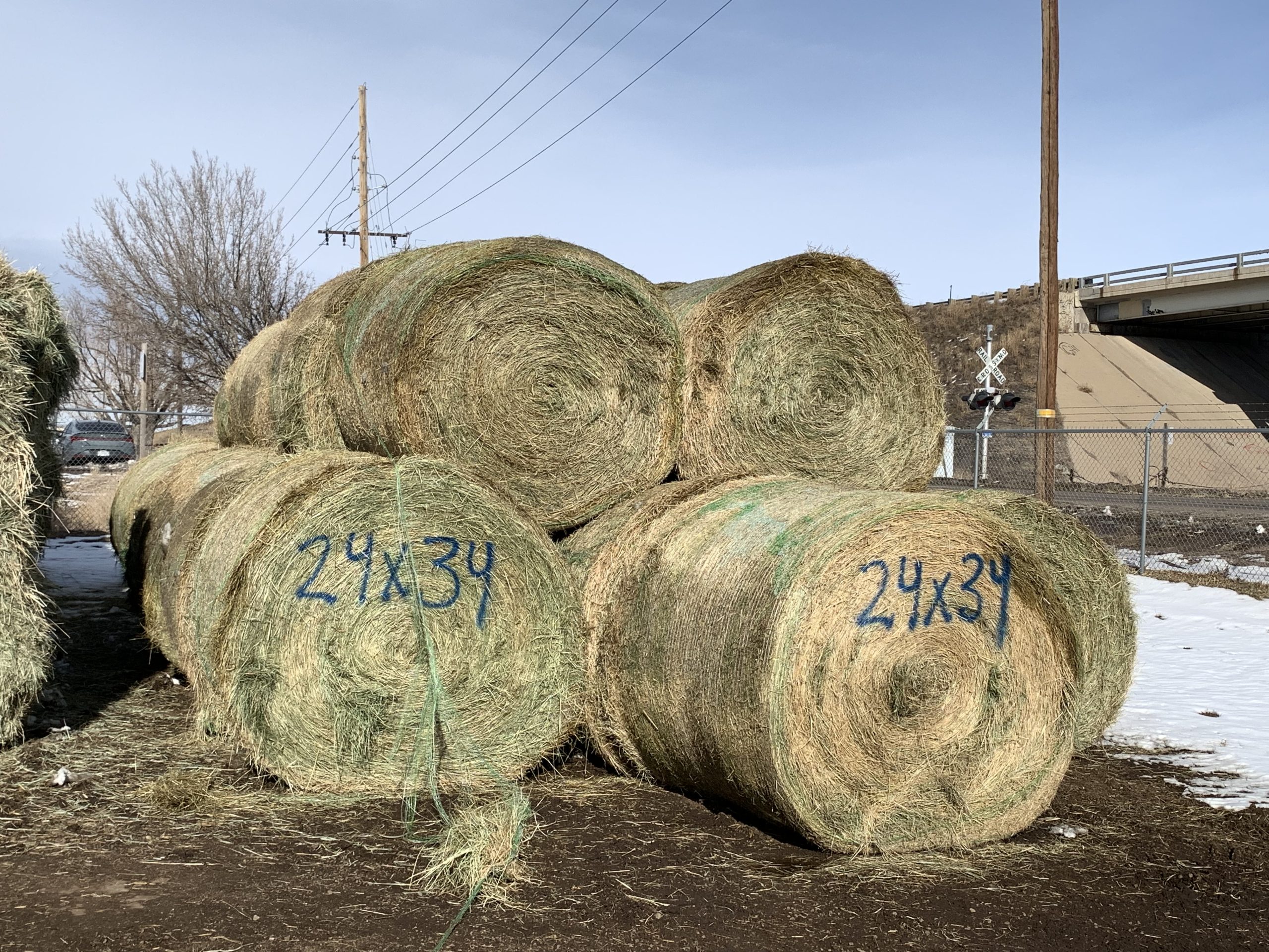 IMG_7554 Centennial Livestock Auction Co.