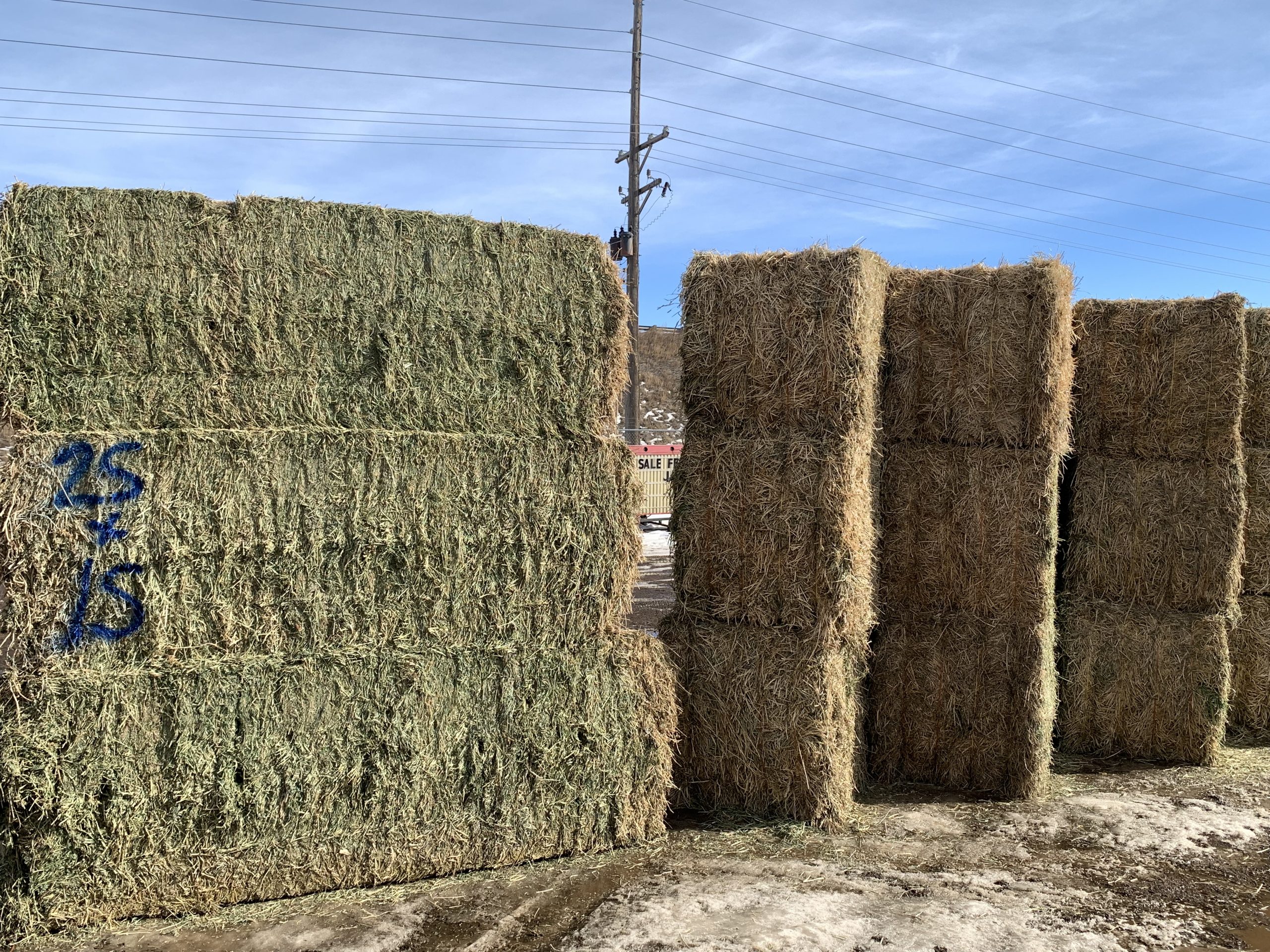 IMG_7555 Centennial Livestock Auction Co.