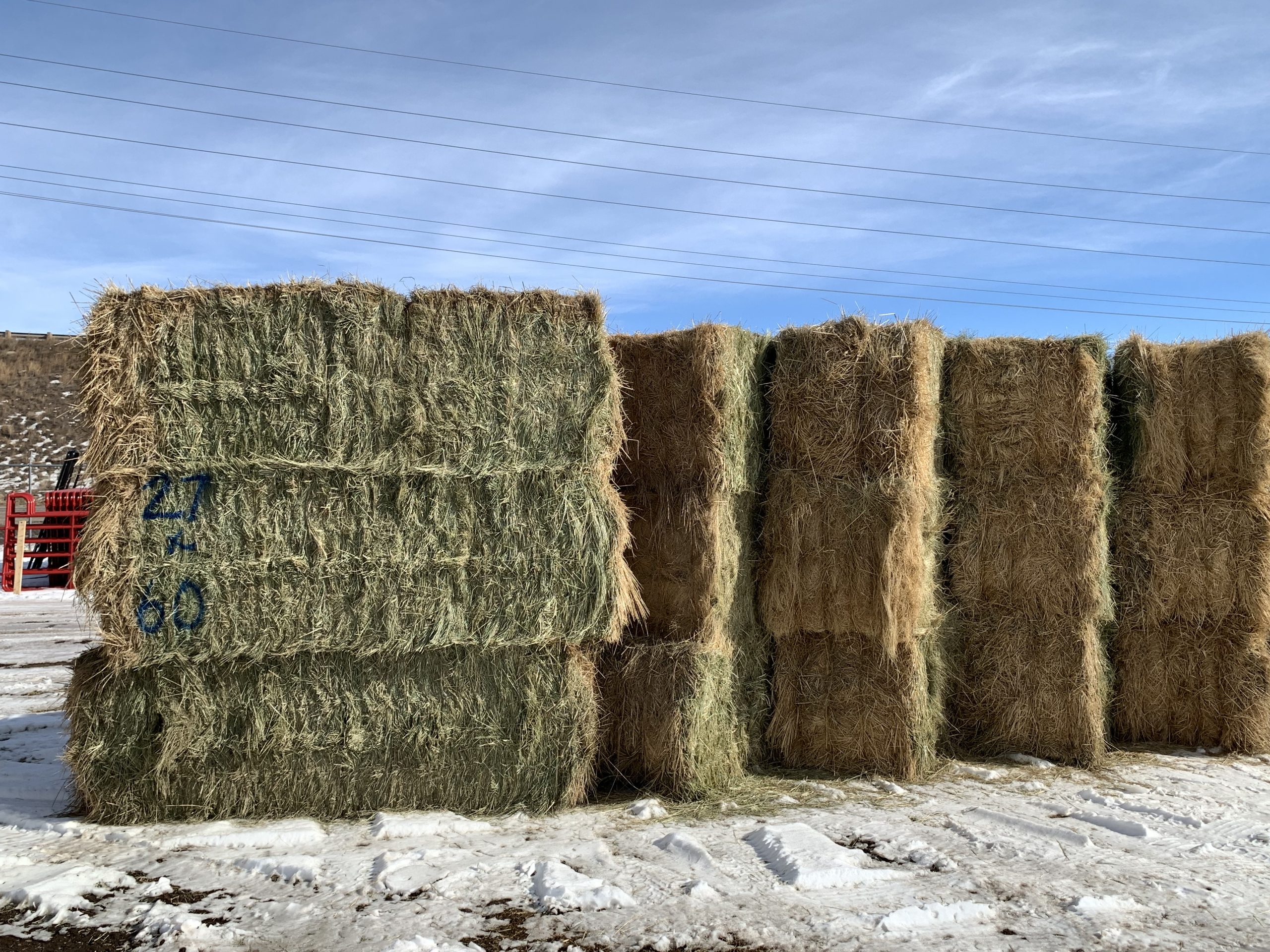 IMG_7557 Centennial Livestock Auction Co.