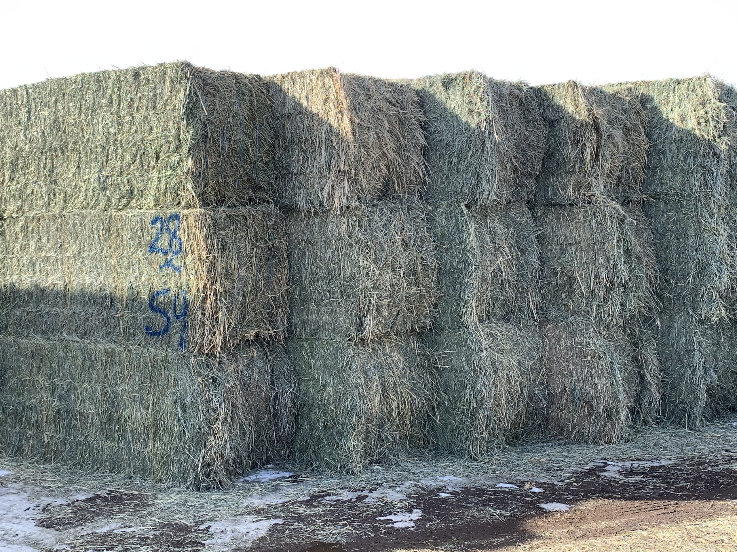IMG 7558 Centennial Livestock Auction Co IMG 7558 Centennial Livestock Auction Co