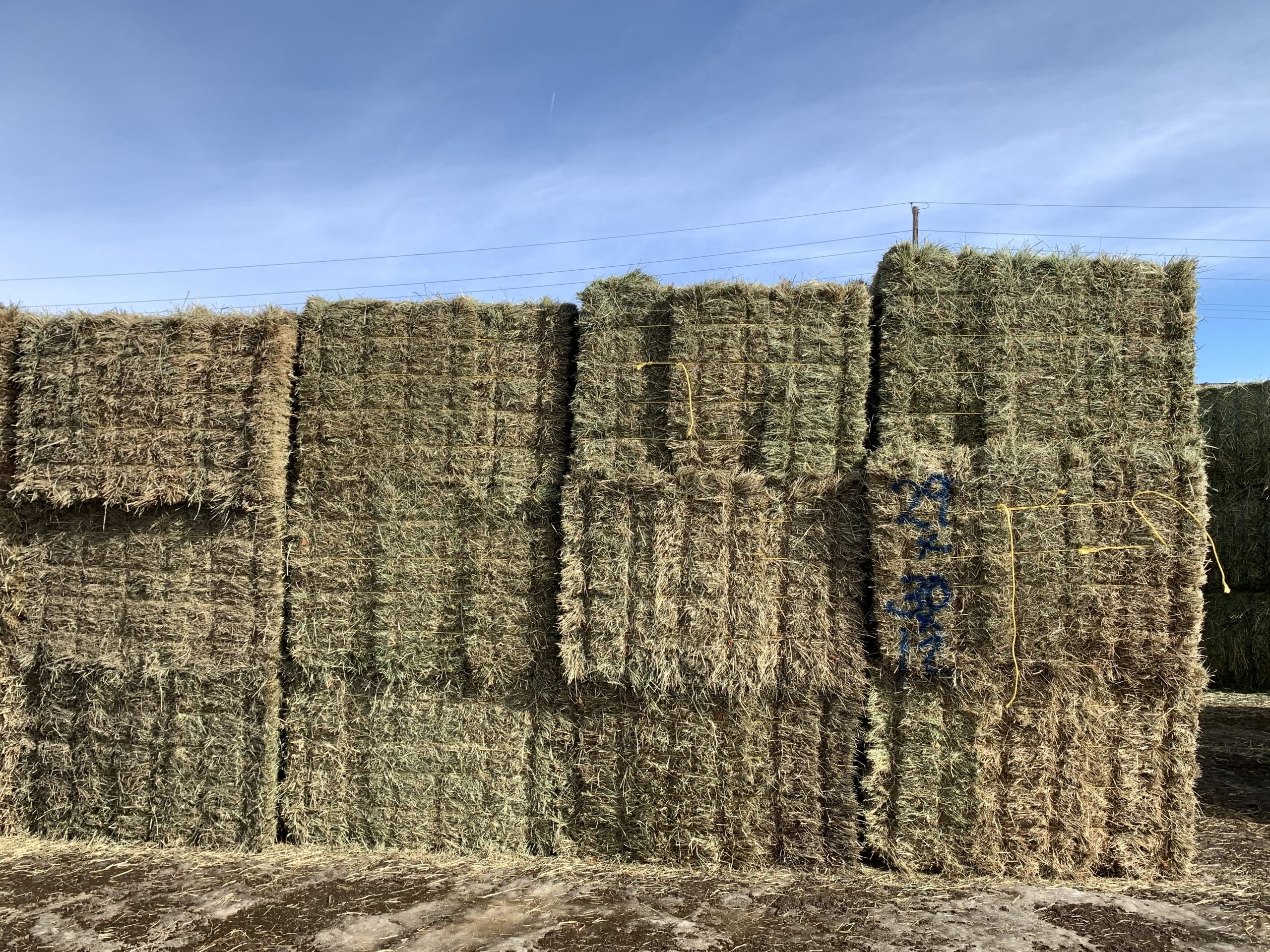 IMG_7559 Centennial Livestock Auction Co.