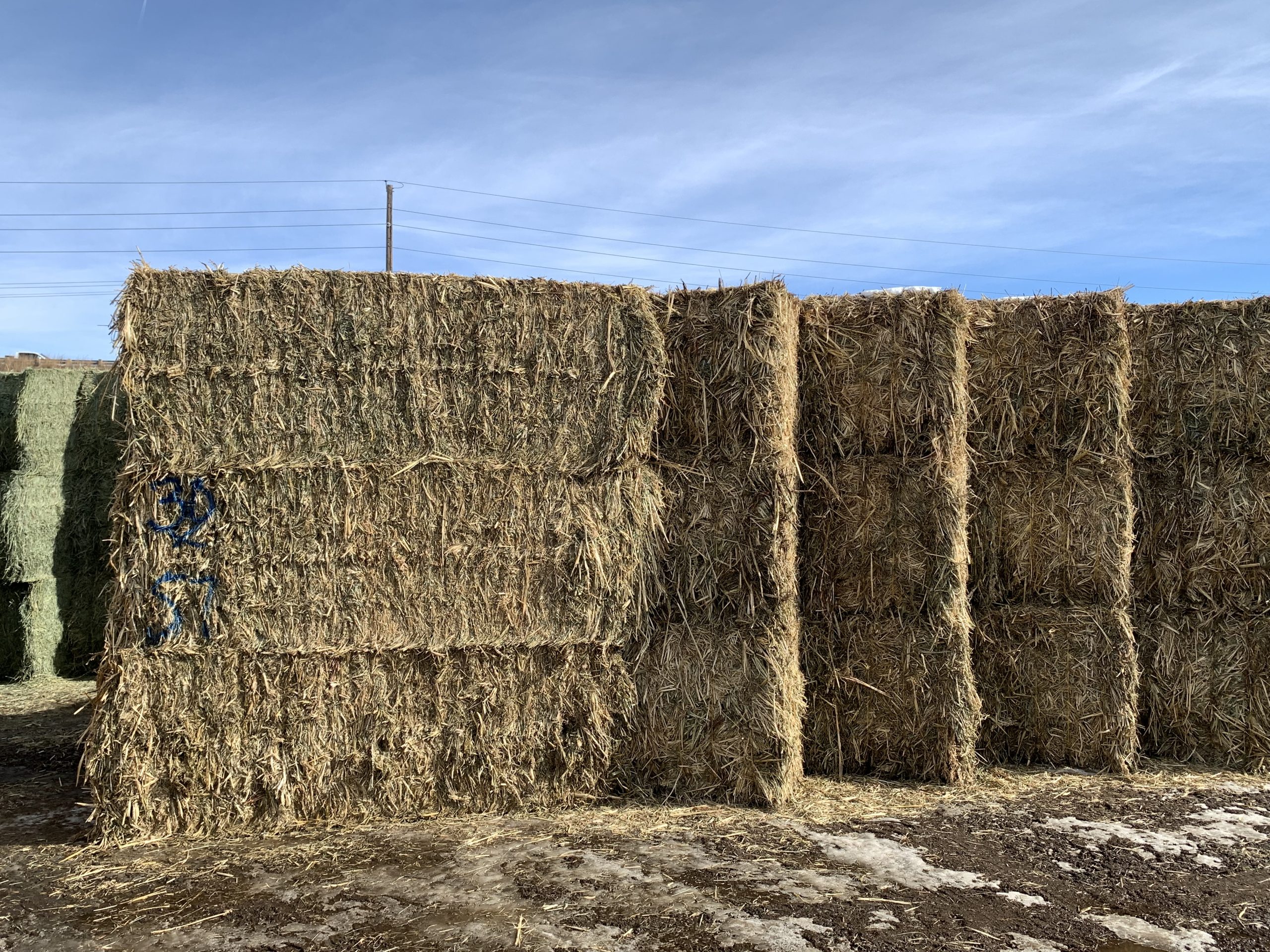 IMG_7560 Centennial Livestock Auction Co.
