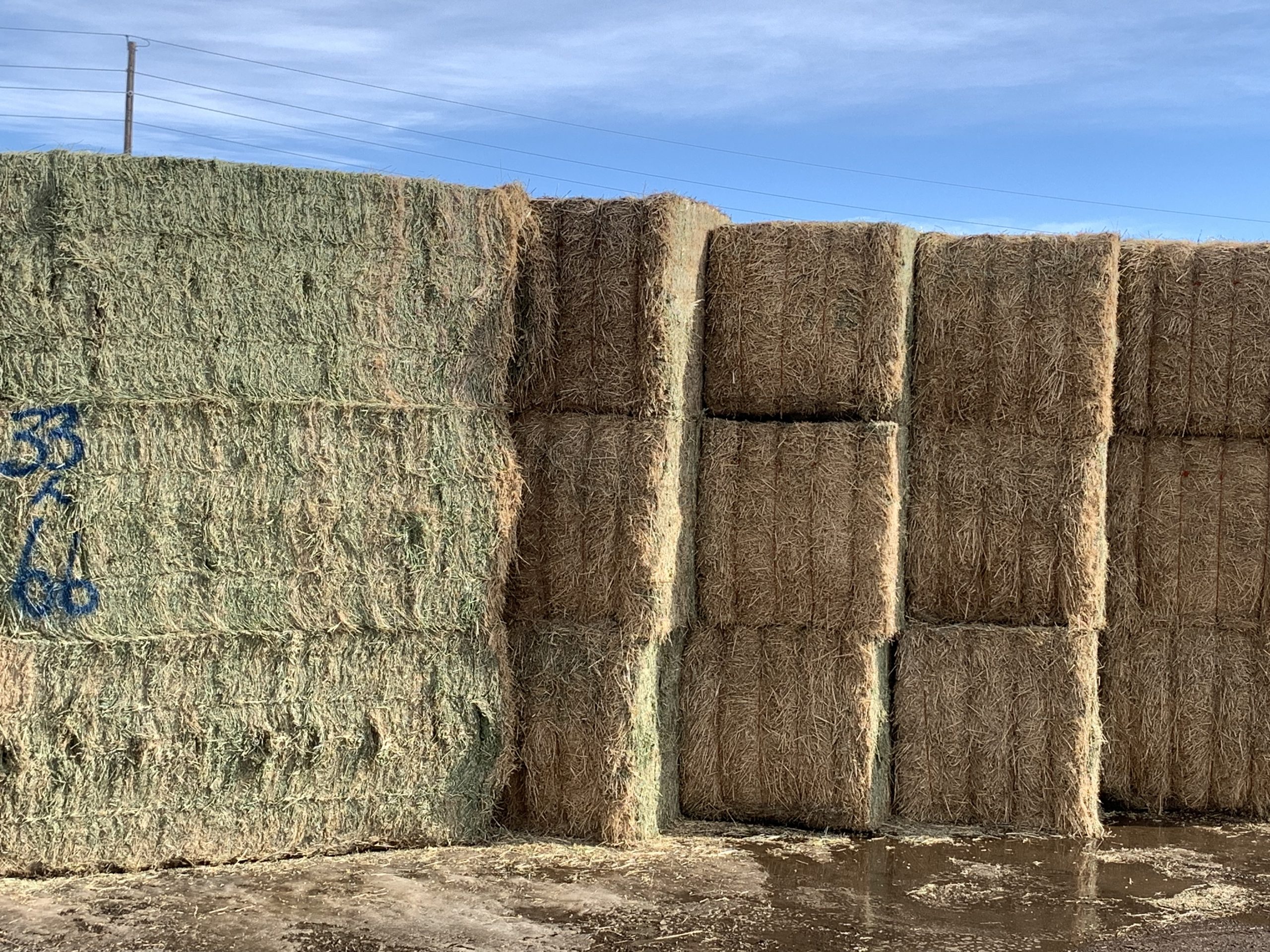 IMG_7563 Centennial Livestock Auction Co.