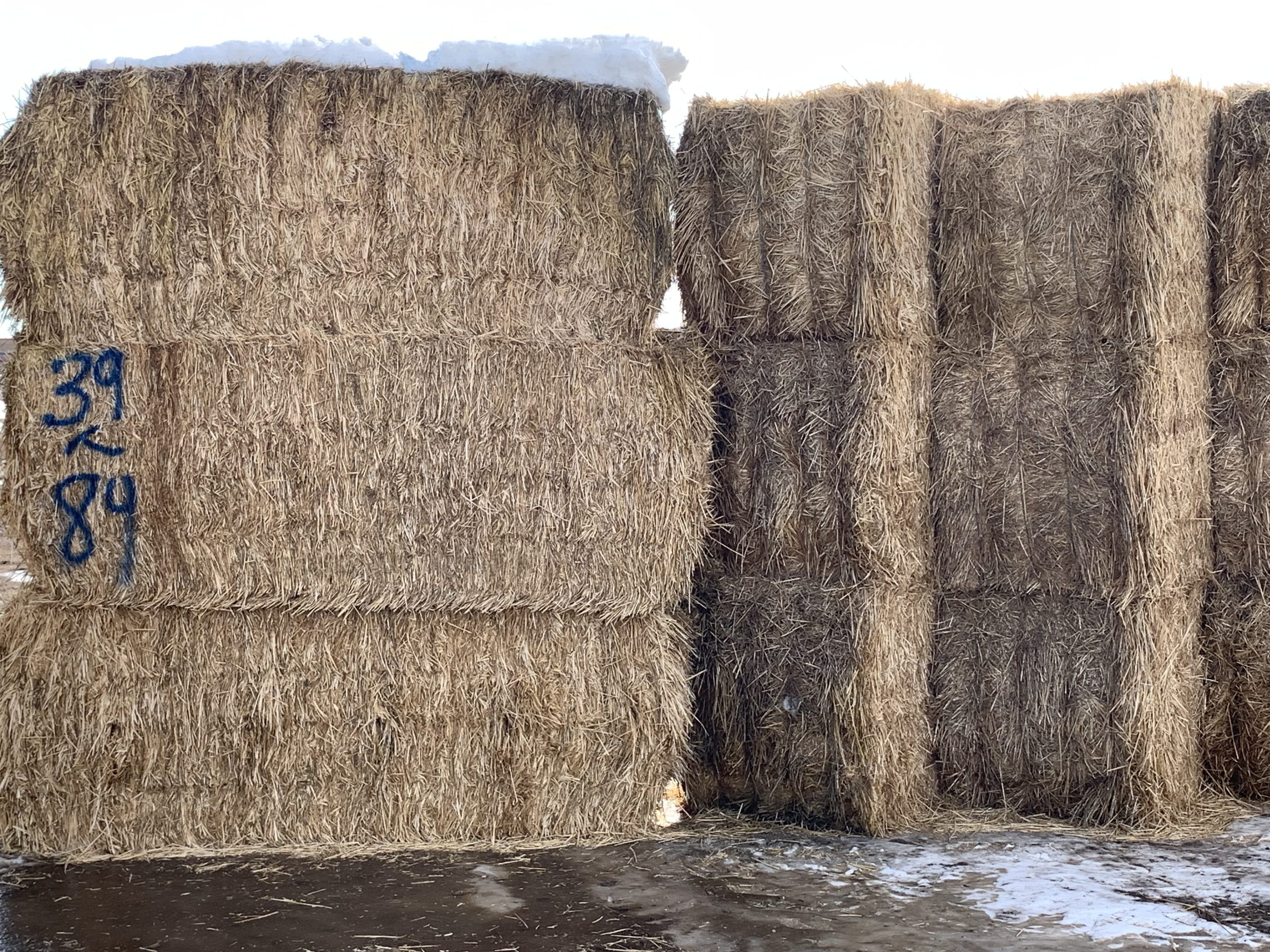 IMG_7569 Centennial Livestock Auction Co.