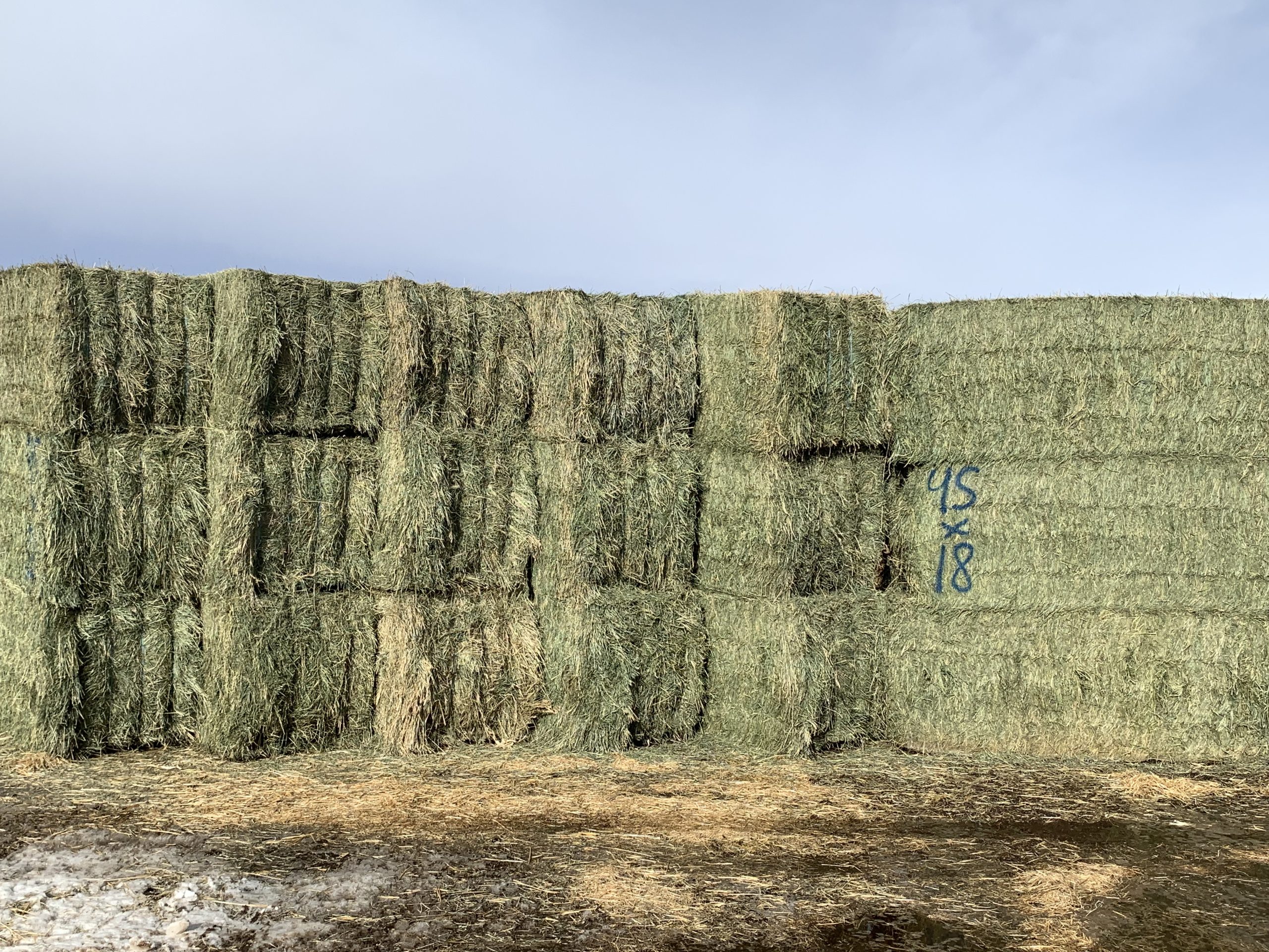 IMG 7575 Centennial Livestock Auction Co IMG 7575 Centennial Livestock Auction Co