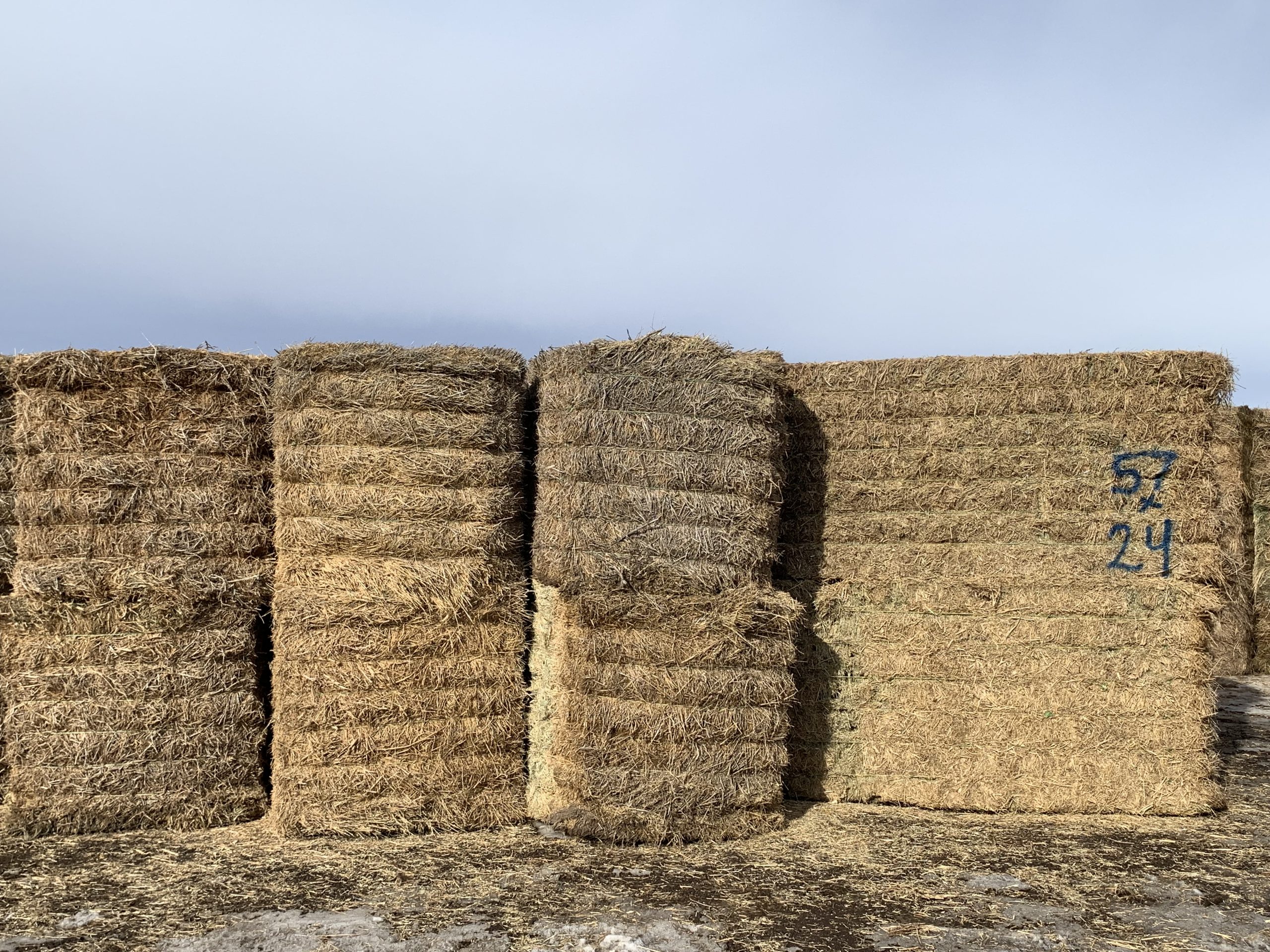 IMG_7587 Centennial Livestock Auction Co.