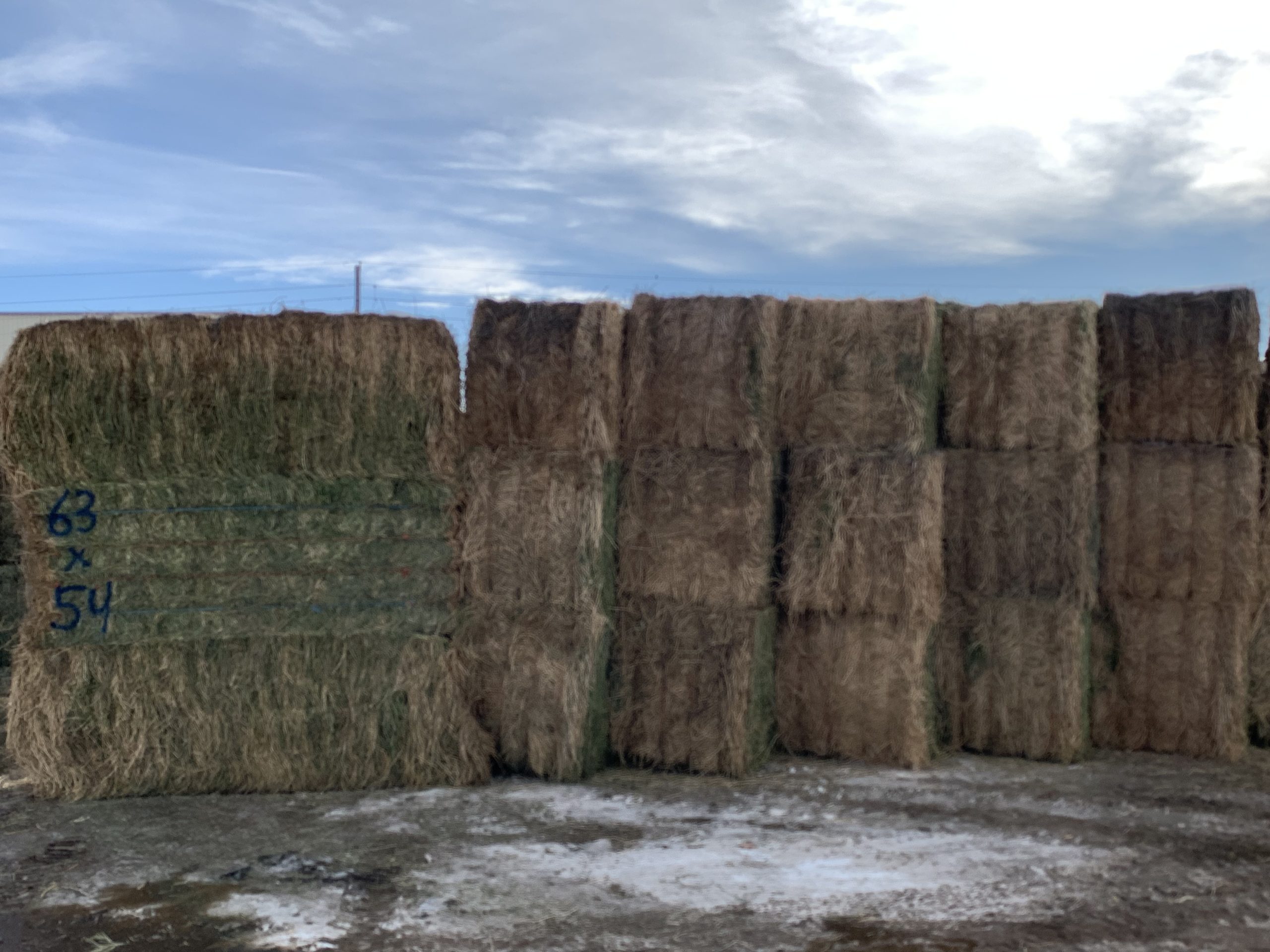 IMG_7593 Centennial Livestock Auction Co.