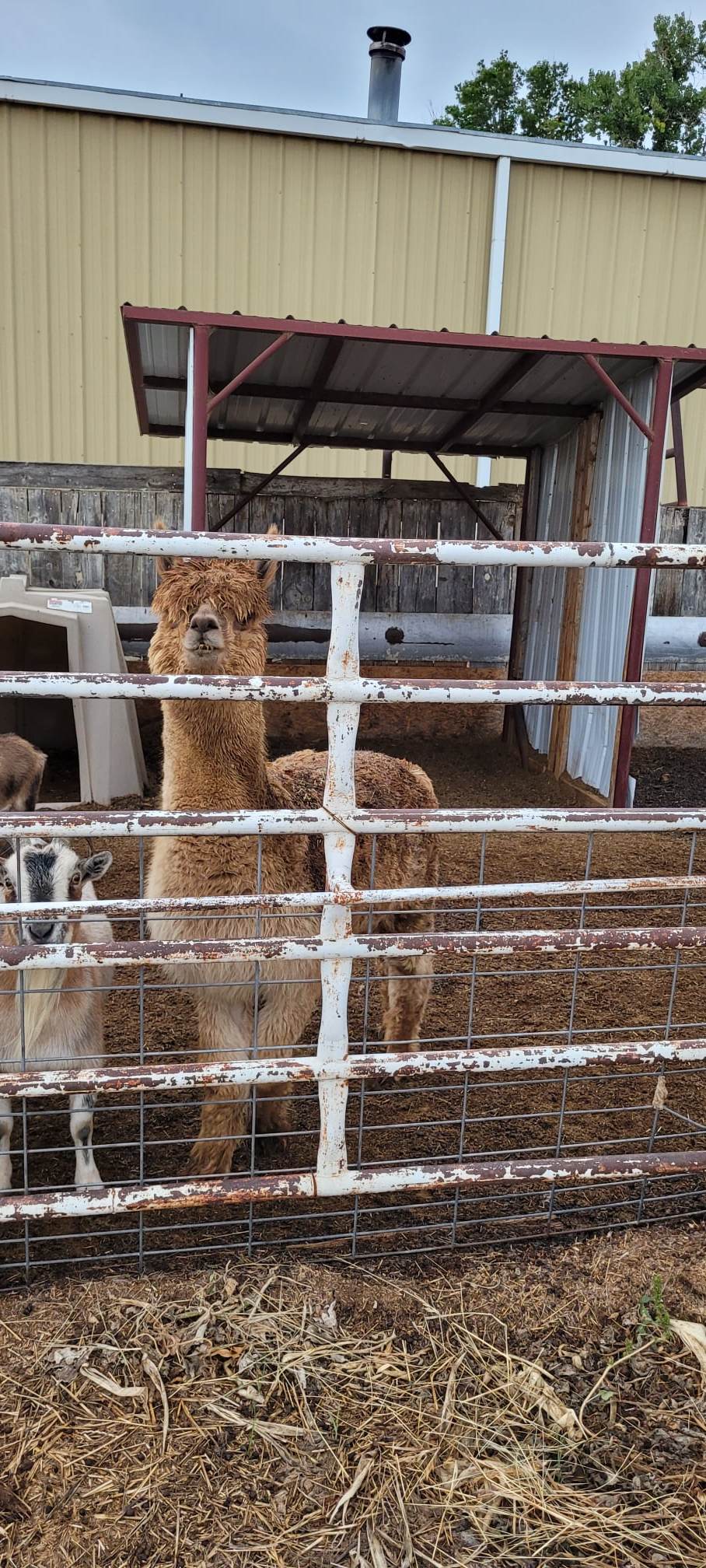 Leo Centennial Livestock Auction Co Leo Centennial Livestock Auction Co