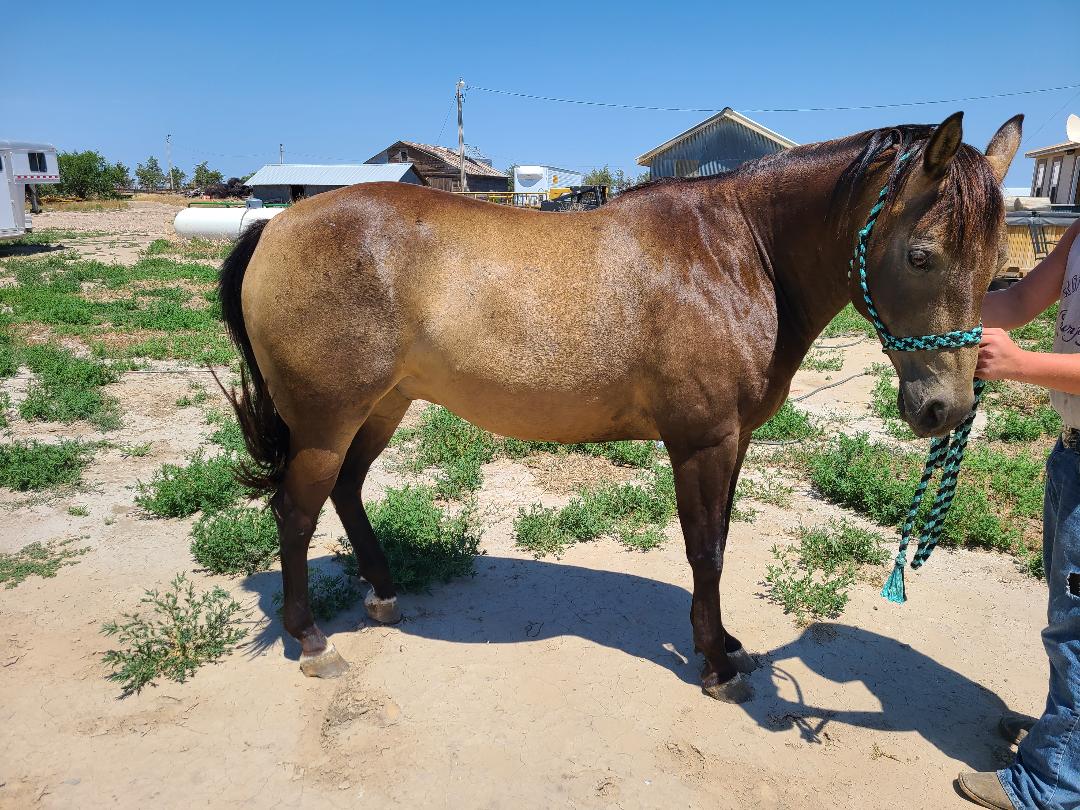 Gus Centennial Livestock Auction Co Gus Centennial Livestock Auction Co