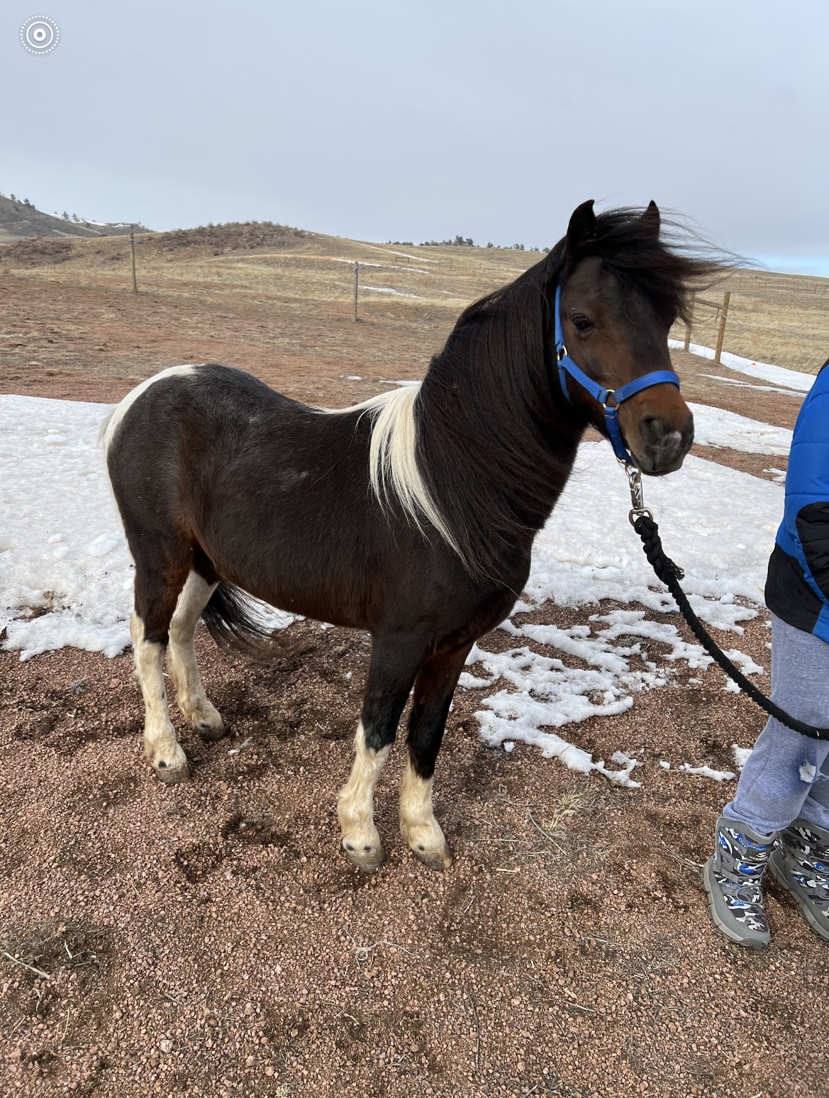 Ollie Centennial Livestock Auction Co Ollie Centennial Livestock Auction Co