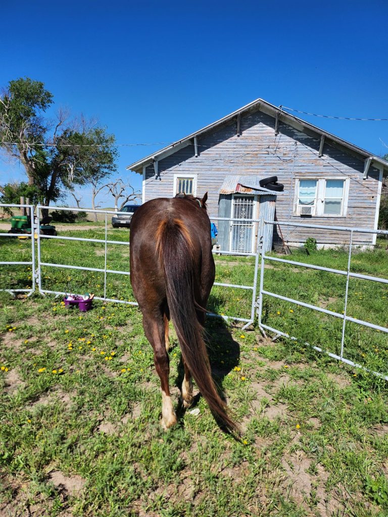 image000000 (1) Centennial Livestock Auction Co.