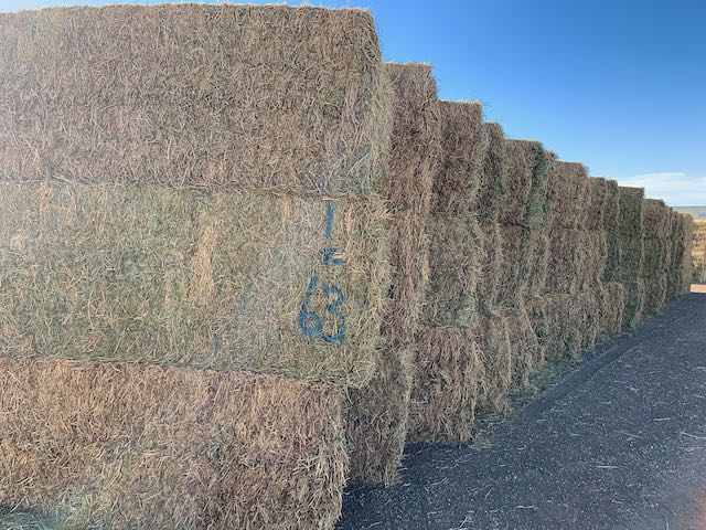 IMG 8429 Centennial Livestock Auction Co IMG 8429 Centennial Livestock Auction Co