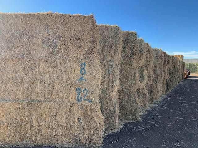IMG 8440 Centennial Livestock Auction Co IMG 8440 Centennial Livestock Auction Co