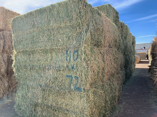 IMG 8621 Centennial Livestock Auction Co IMG 8621 Centennial Livestock Auction Co