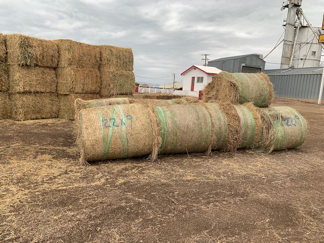 IMG 8714 Centennial Livestock Auction Co IMG 8714 Centennial Livestock Auction Co
