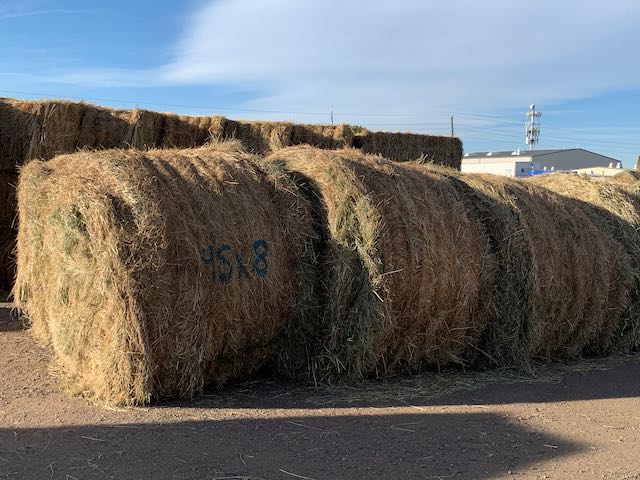 IMG 9167 Centennial Livestock Auction Co IMG 9167 Centennial Livestock Auction Co
