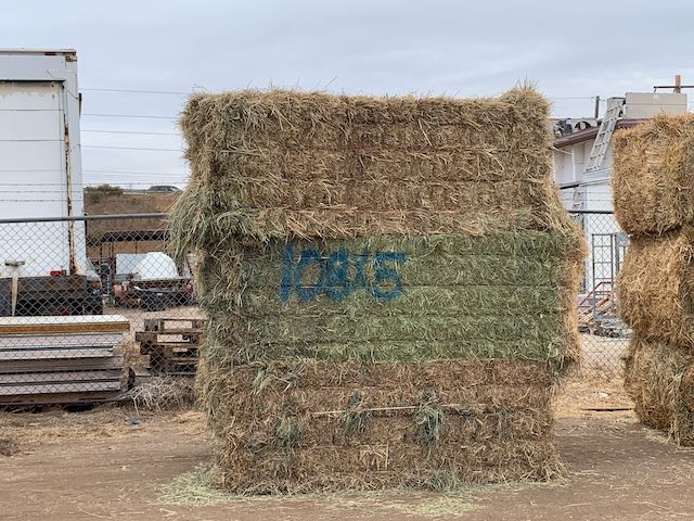IMG 9645 Centennial Livestock Auction Co IMG 9645 Centennial Livestock Auction Co