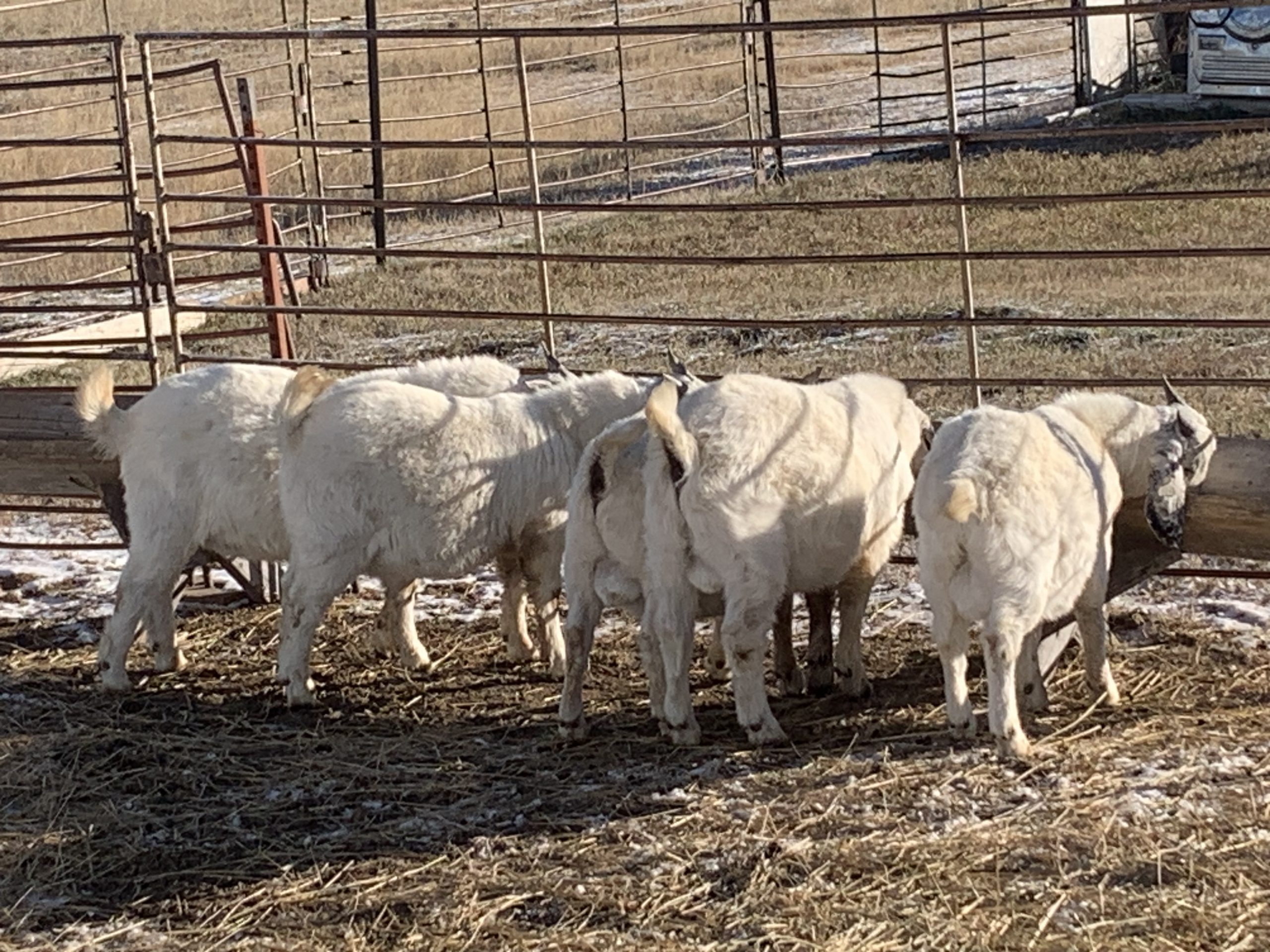 IMG_6653 – Centennial Livestock Auction Co.