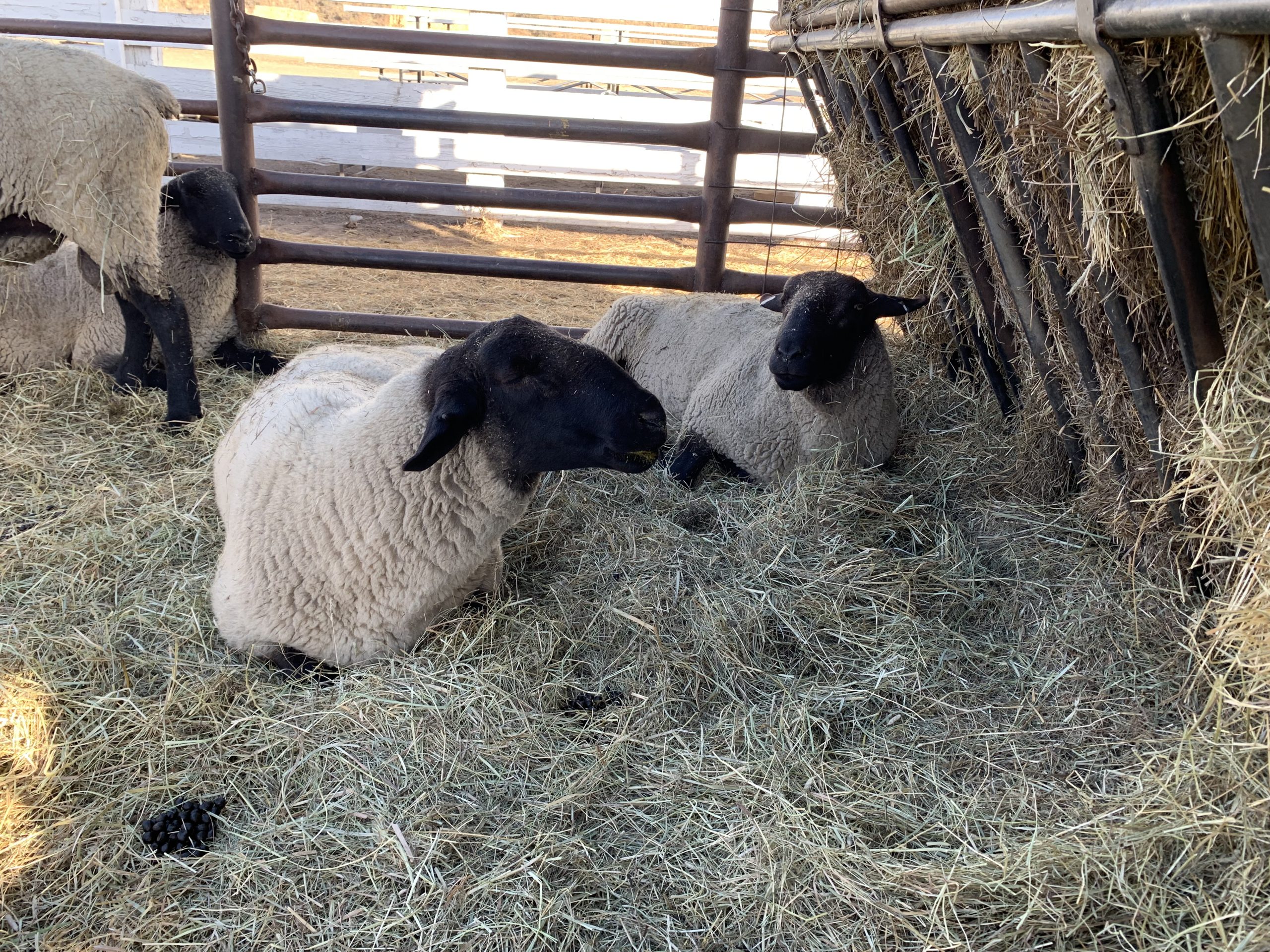 IMG 9677 Centennial Livestock Auction Co IMG 9677 Centennial Livestock Auction Co