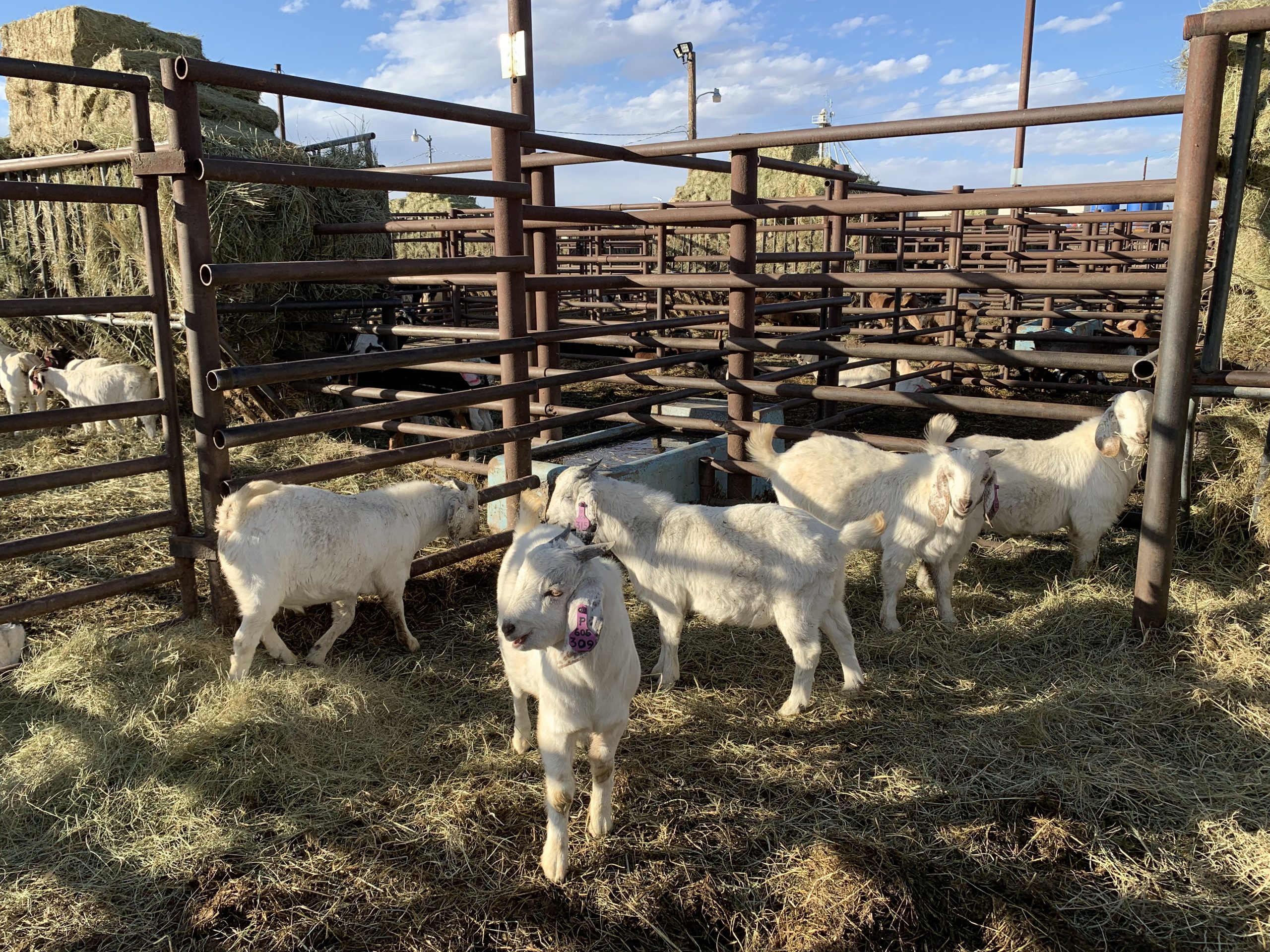 IMG_9680 – Centennial Livestock Auction Co.