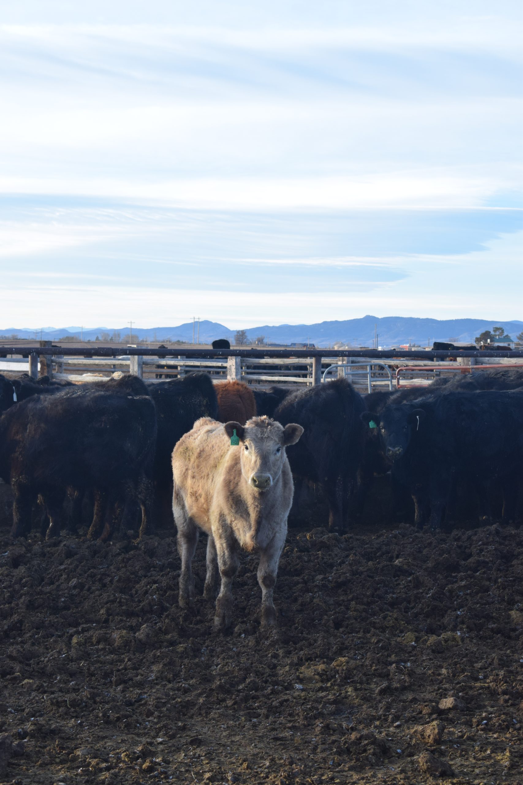 Centennial Livestock Auction Co. Colorado Livestock Auction