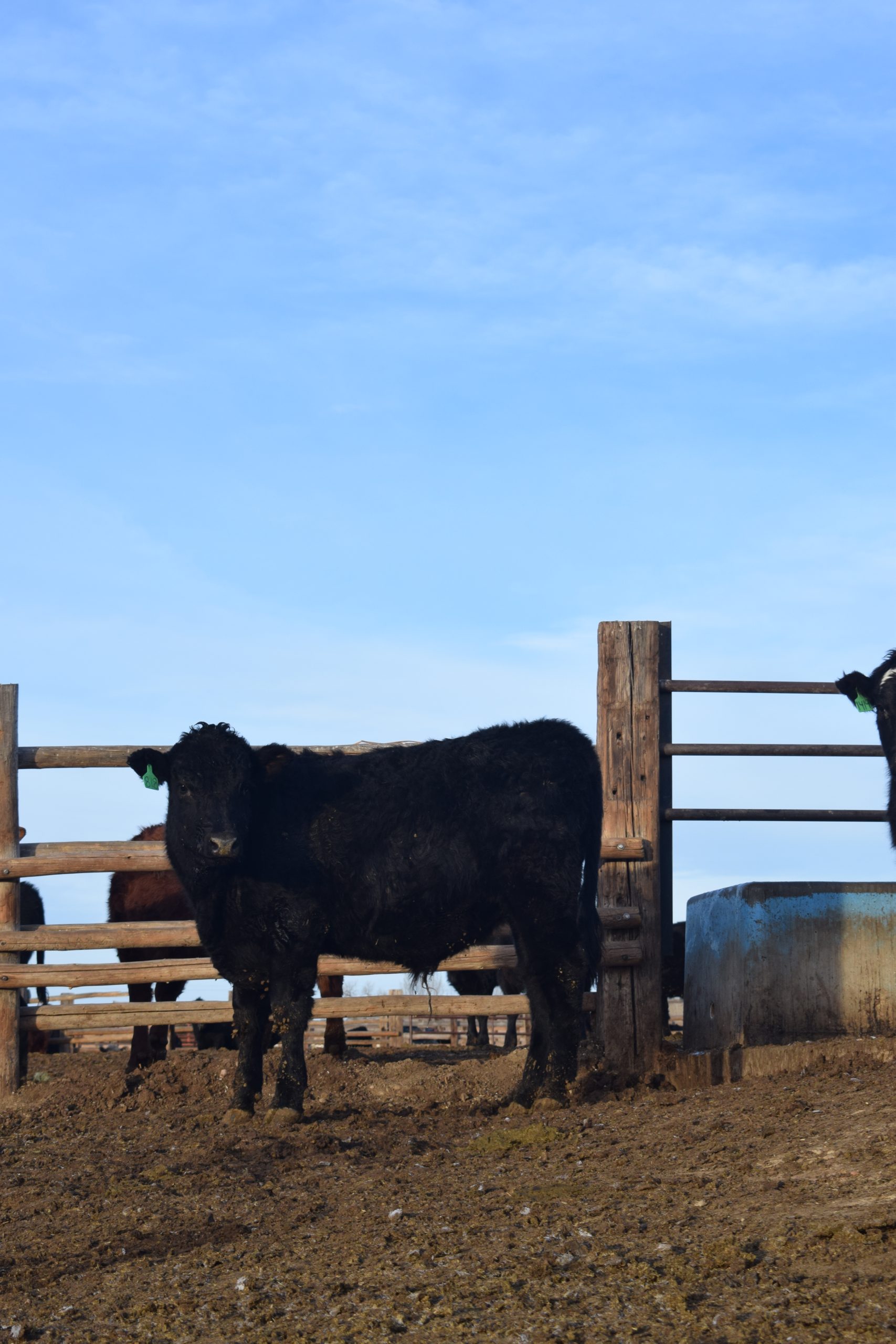 Centennial Livestock Auction Co. Colorado Livestock Auction
