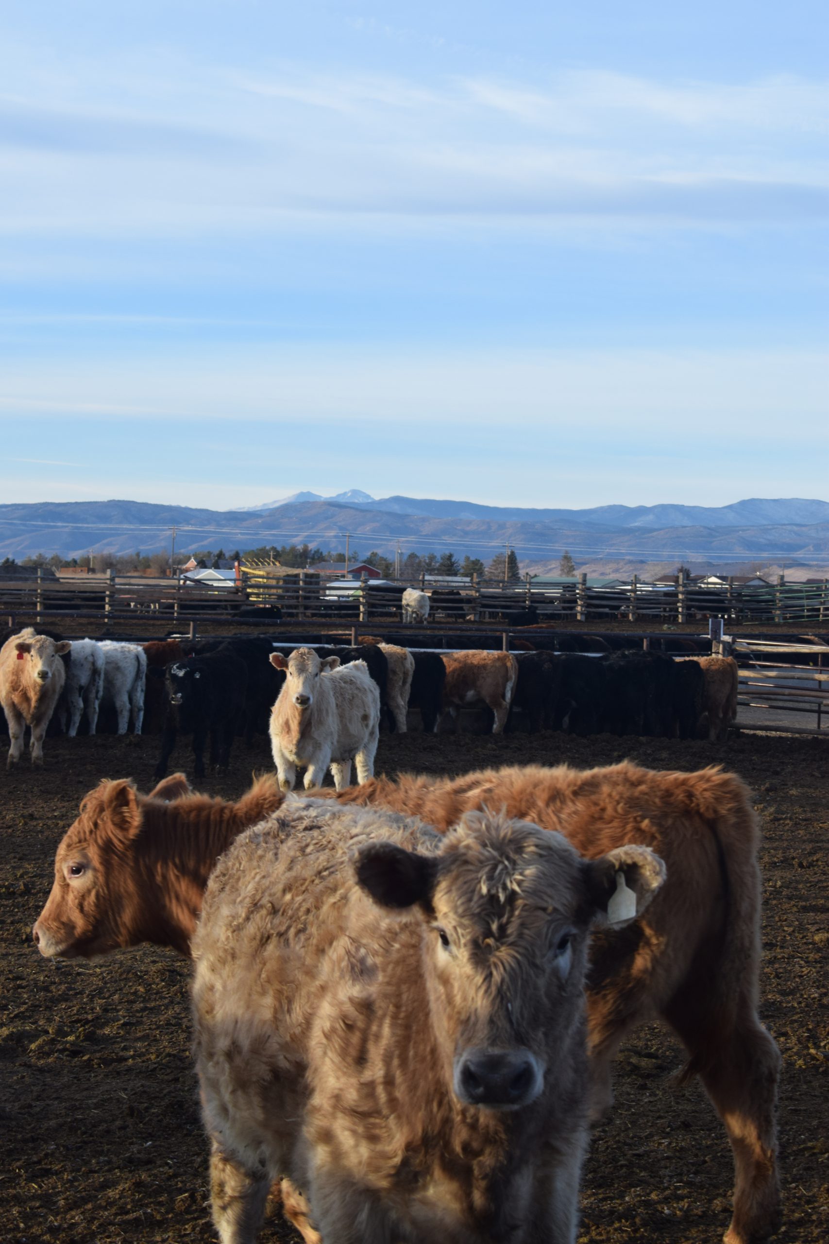 Centennial Livestock Auction Co. Colorado Livestock Auction
