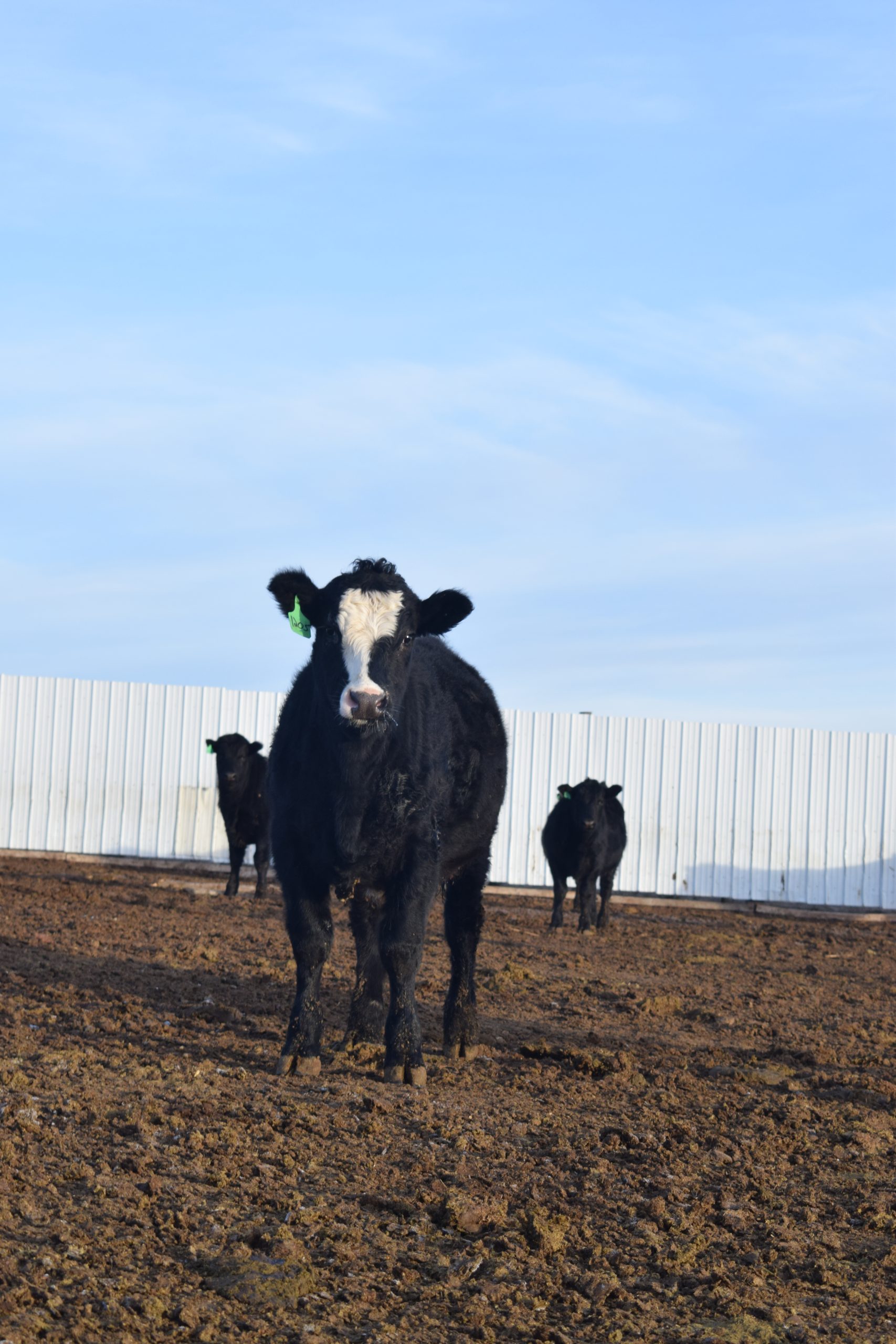 Centennial Livestock Auction Co. Colorado Livestock Auction
