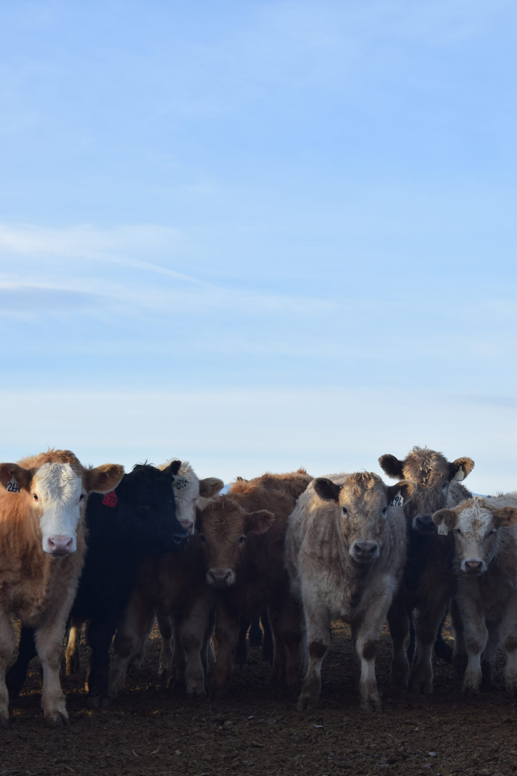 Centennial Livestock Auction Co. Colorado Livestock Auction