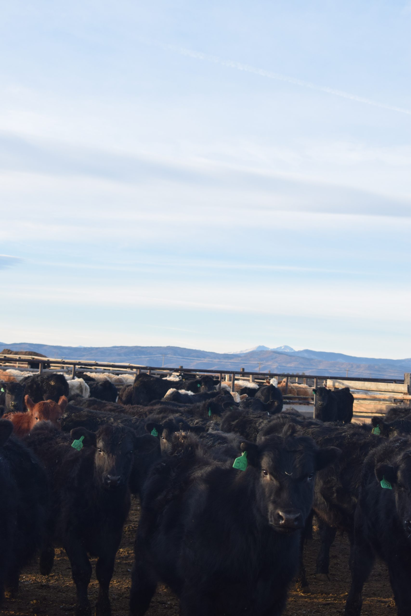 Centennial Livestock Auction Co. Colorado Livestock Auction