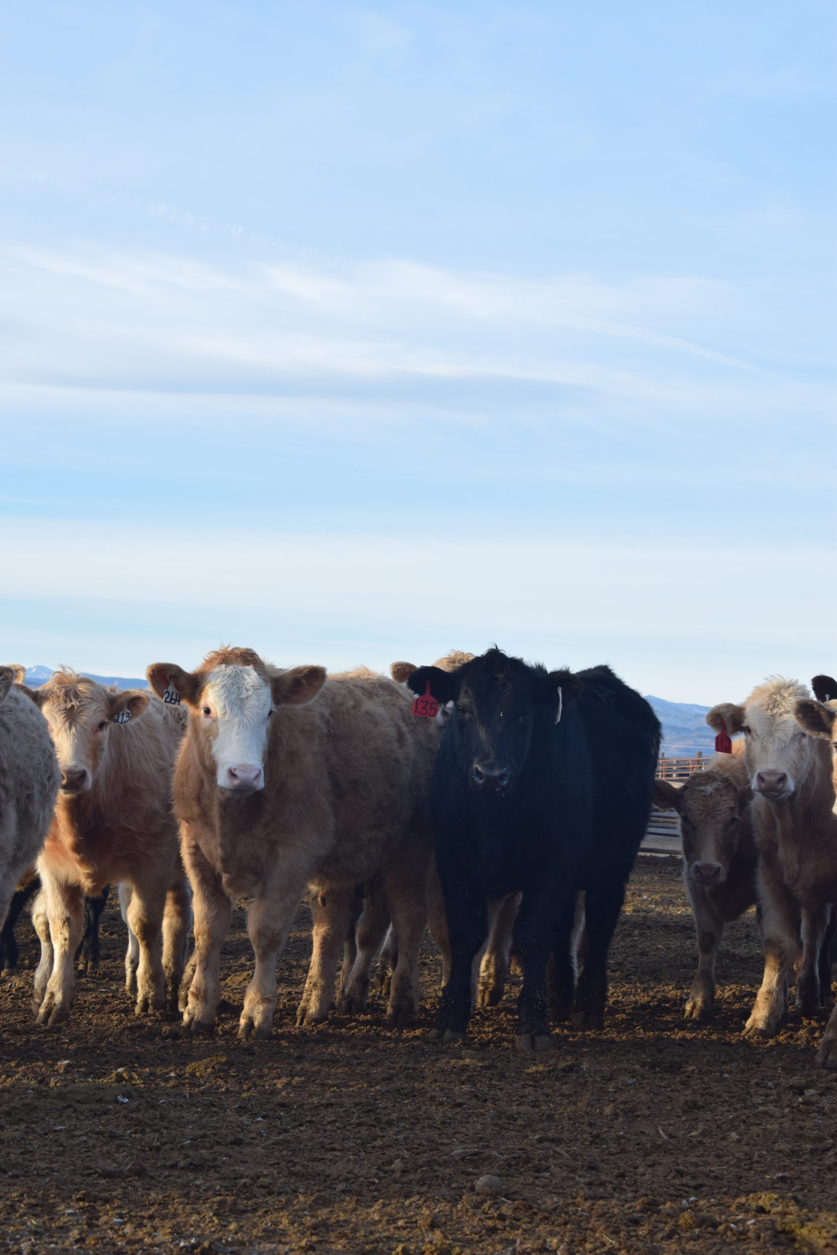 Centennial Livestock Auction Co. Colorado Livestock Auction