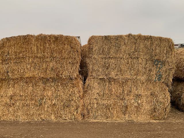 IMG 9832 Centennial Livestock Auction Co IMG 9832 Centennial Livestock Auction Co
