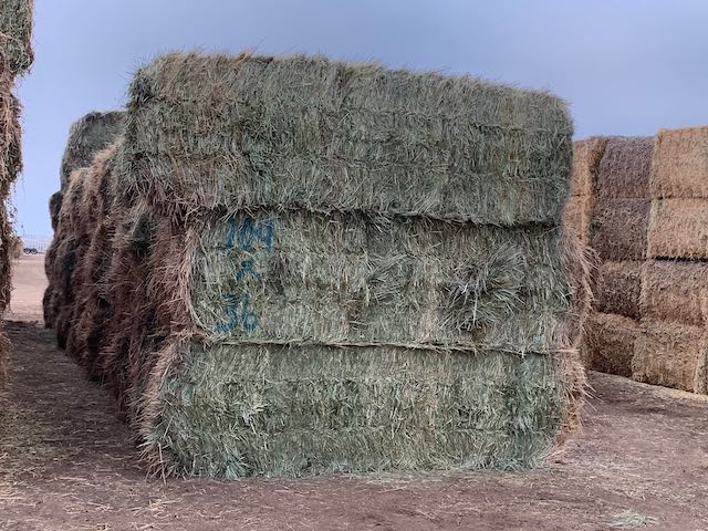 IMG 9843 Centennial Livestock Auction Co IMG 9843 Centennial Livestock Auction Co