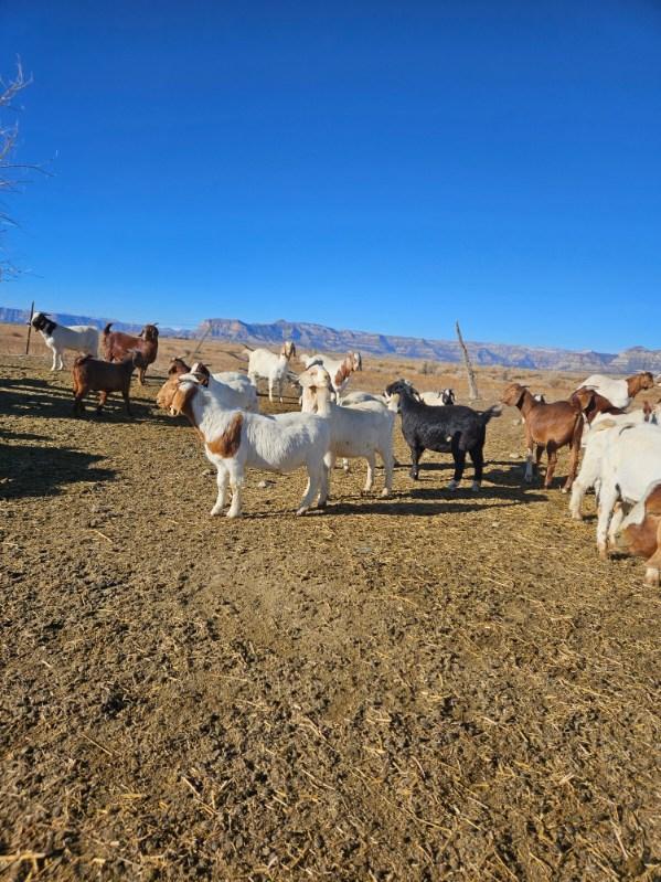 image000006 Centennial Livestock Auction Co.