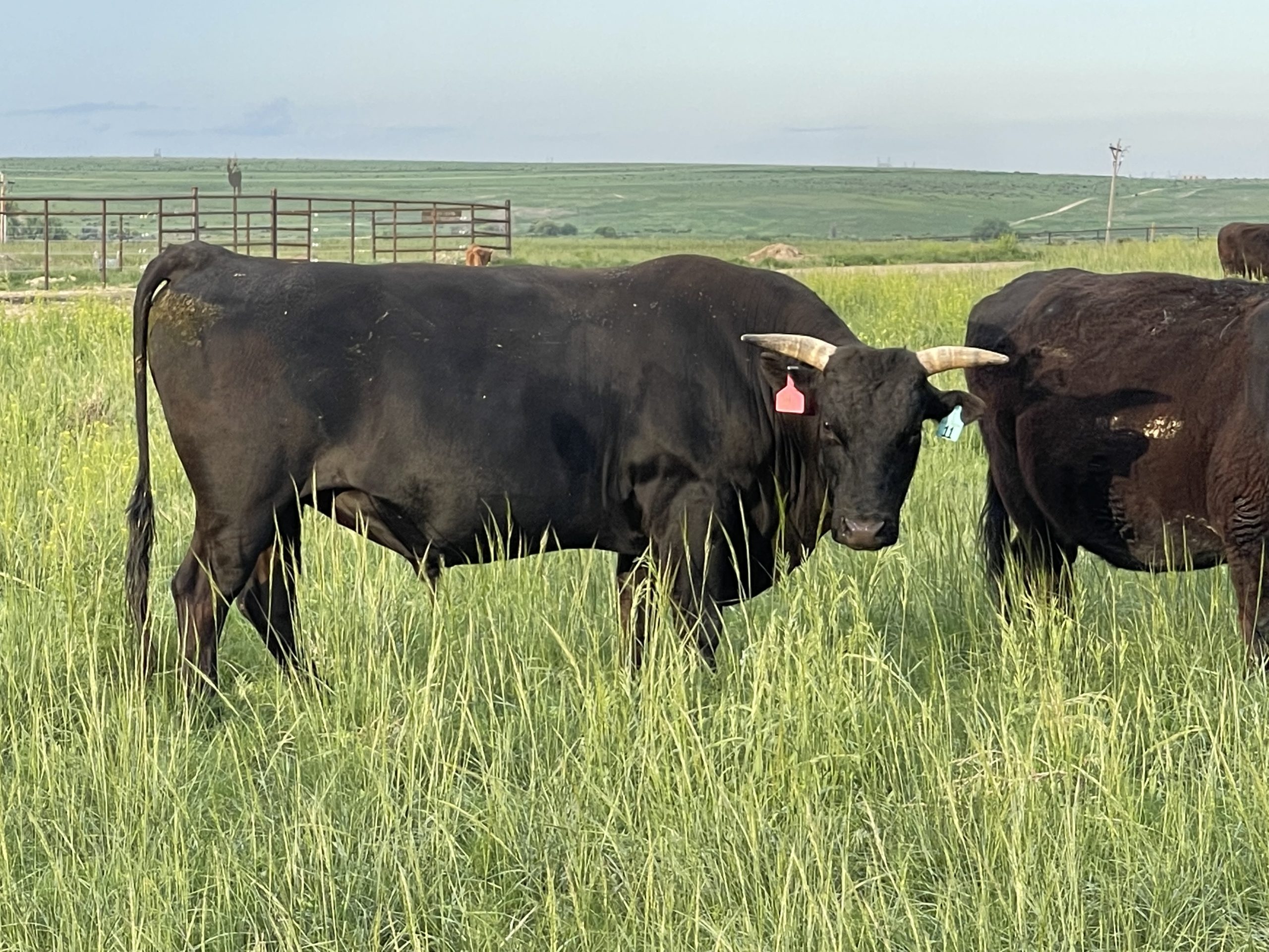 IMG_7847 – Centennial Livestock Auction Co.
