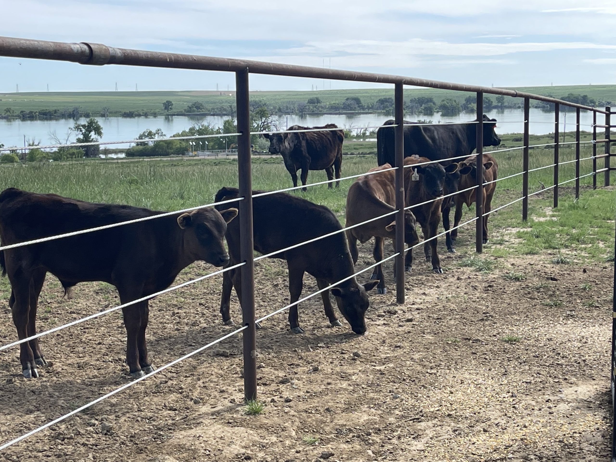IMG 7882 Centennial Livestock Auction Co IMG 7882 Centennial Livestock Auction Co