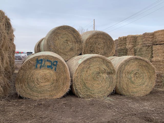 IMG 9899 Centennial Livestock Auction Co IMG 9899 Centennial Livestock Auction Co