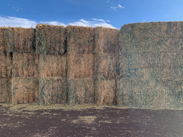 IMG 0095 Centennial Livestock Auction Co IMG 0095 Centennial Livestock Auction Co