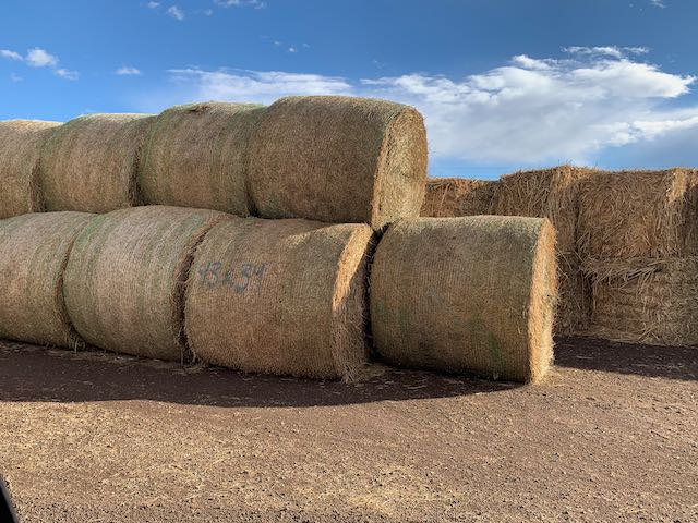 IMG 0097 Centennial Livestock Auction Co IMG 0097 Centennial Livestock Auction Co