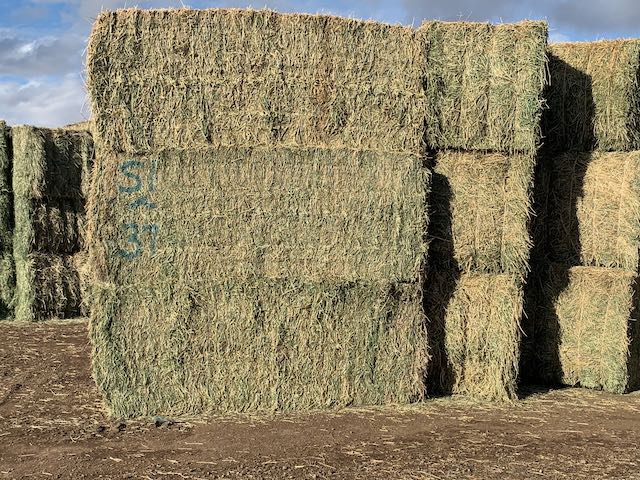 IMG 0105 Centennial Livestock Auction Co IMG 0105 Centennial Livestock Auction Co