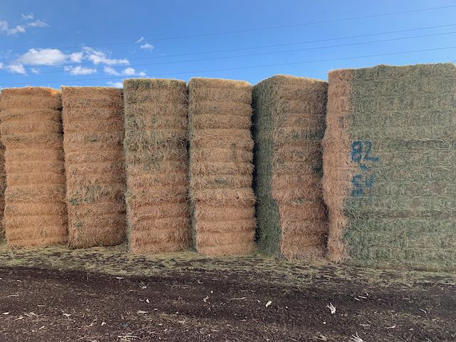 IMG 0136 Centennial Livestock Auction Co IMG 0136 Centennial Livestock Auction Co