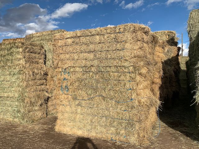 IMG 0160 Centennial Livestock Auction Co IMG 0160 Centennial Livestock Auction Co