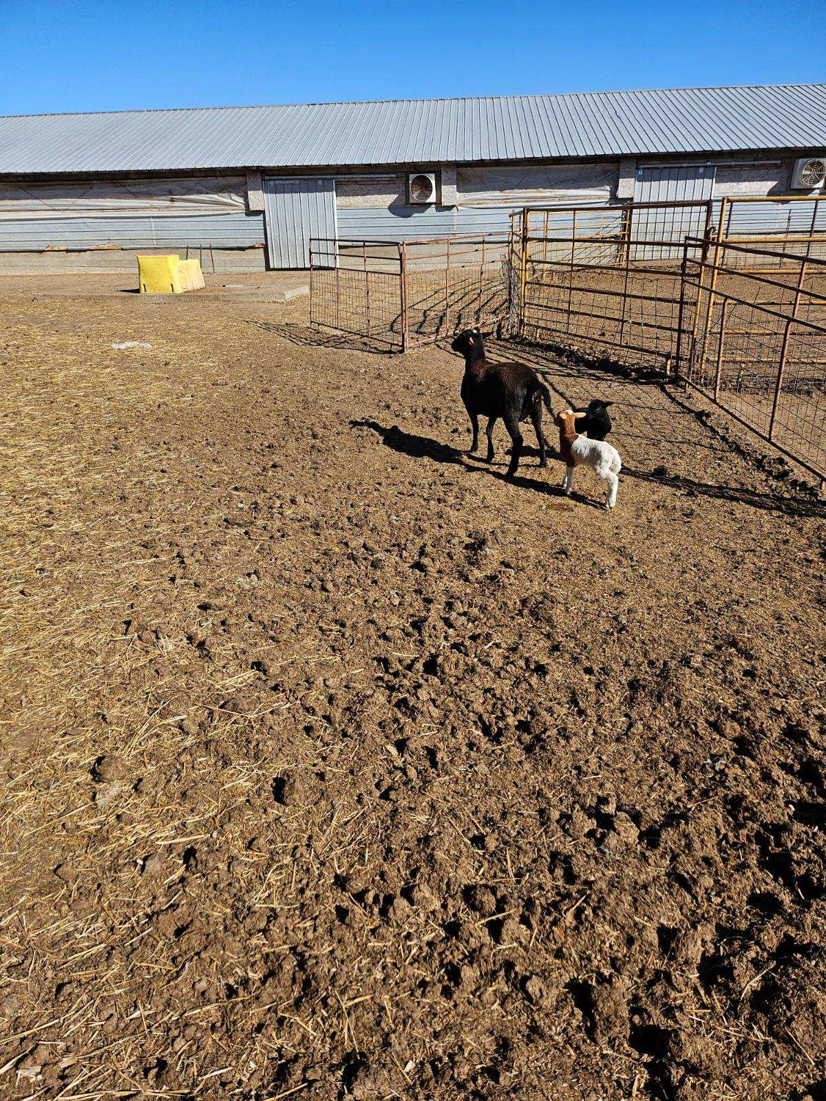 image000001 Centennial Livestock Auction Co.