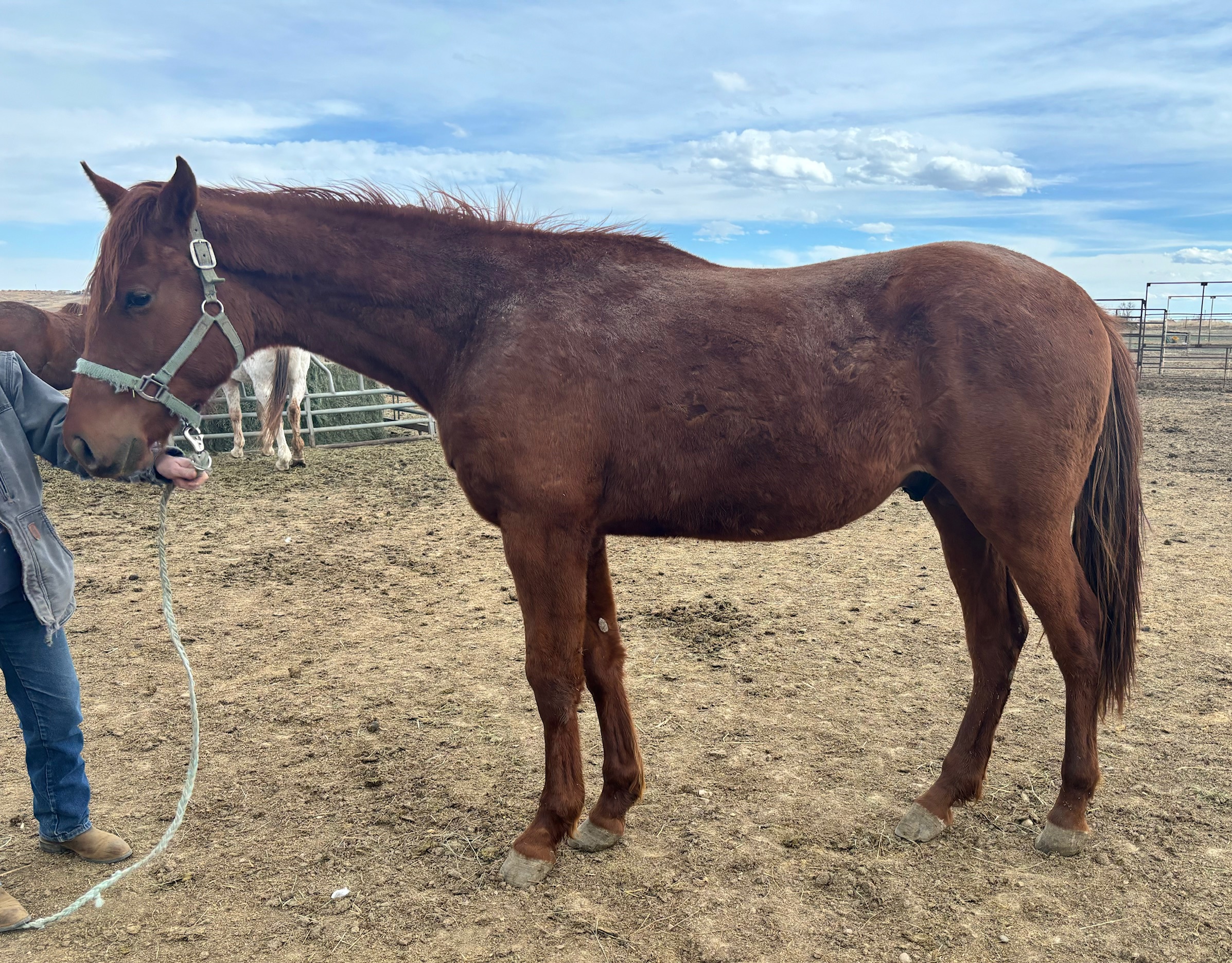IMG 2048 Centennial Livestock Auction Co IMG 2048 Centennial Livestock Auction Co